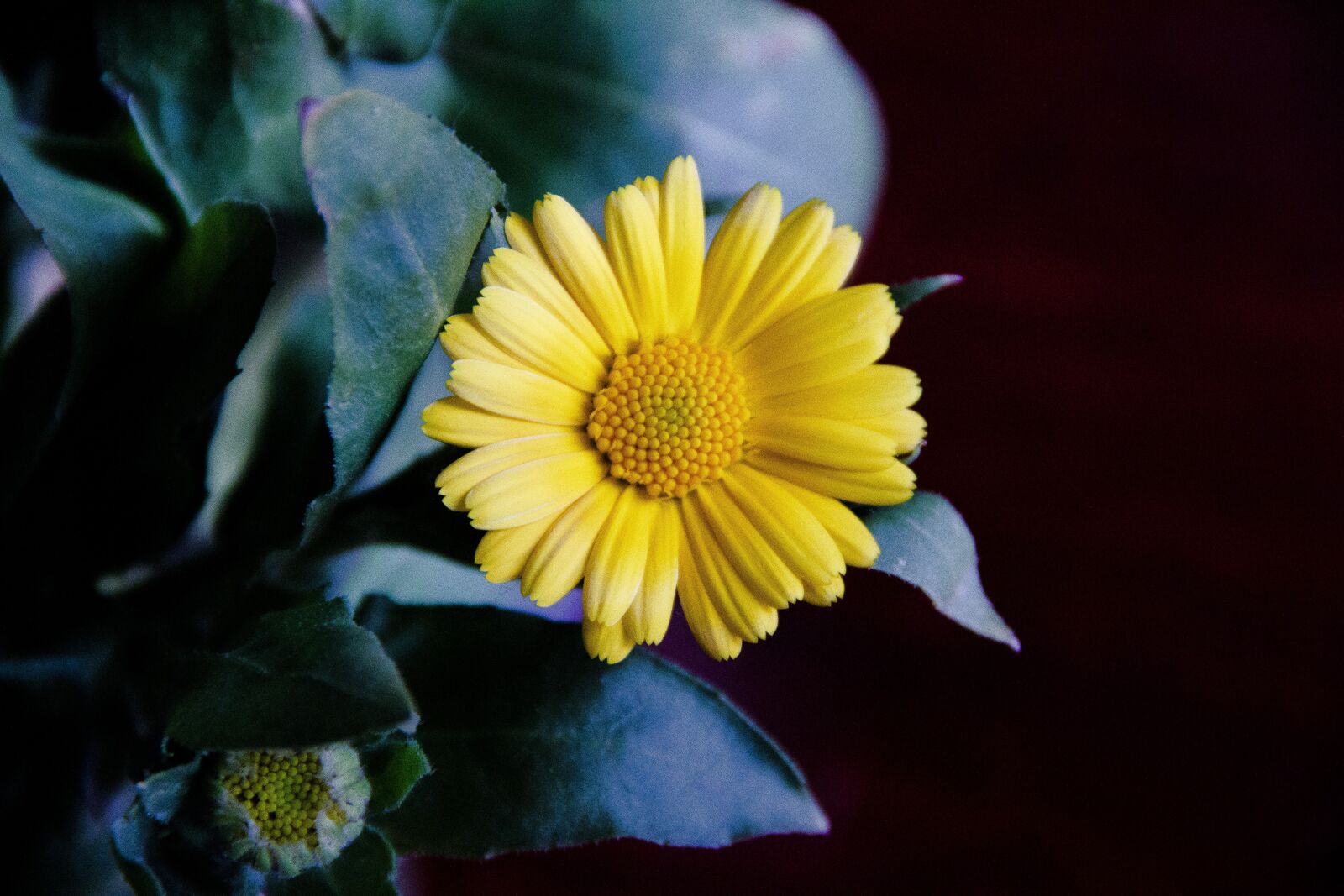 Canon EOS 650D (EOS Rebel T4i / EOS Kiss X6i) sample photo. Flower, yellow, bloom photography