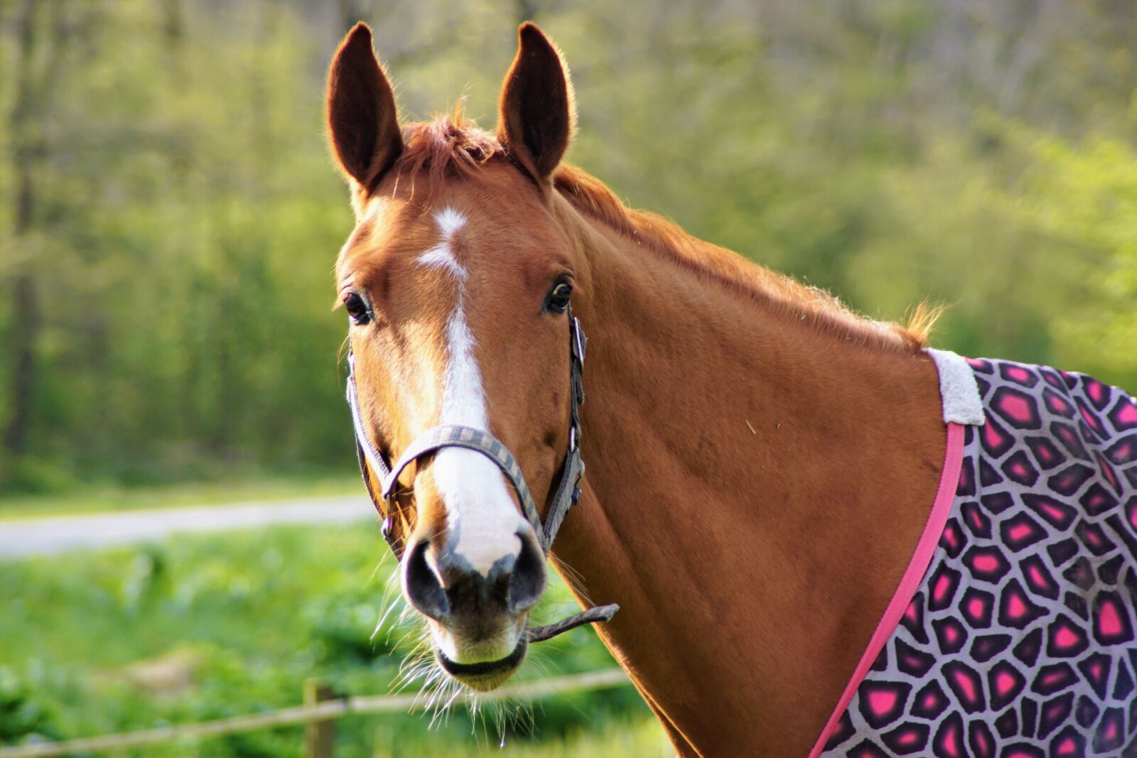 Sony SLT-A68 sample photo. Horse, animal, horsehead photography