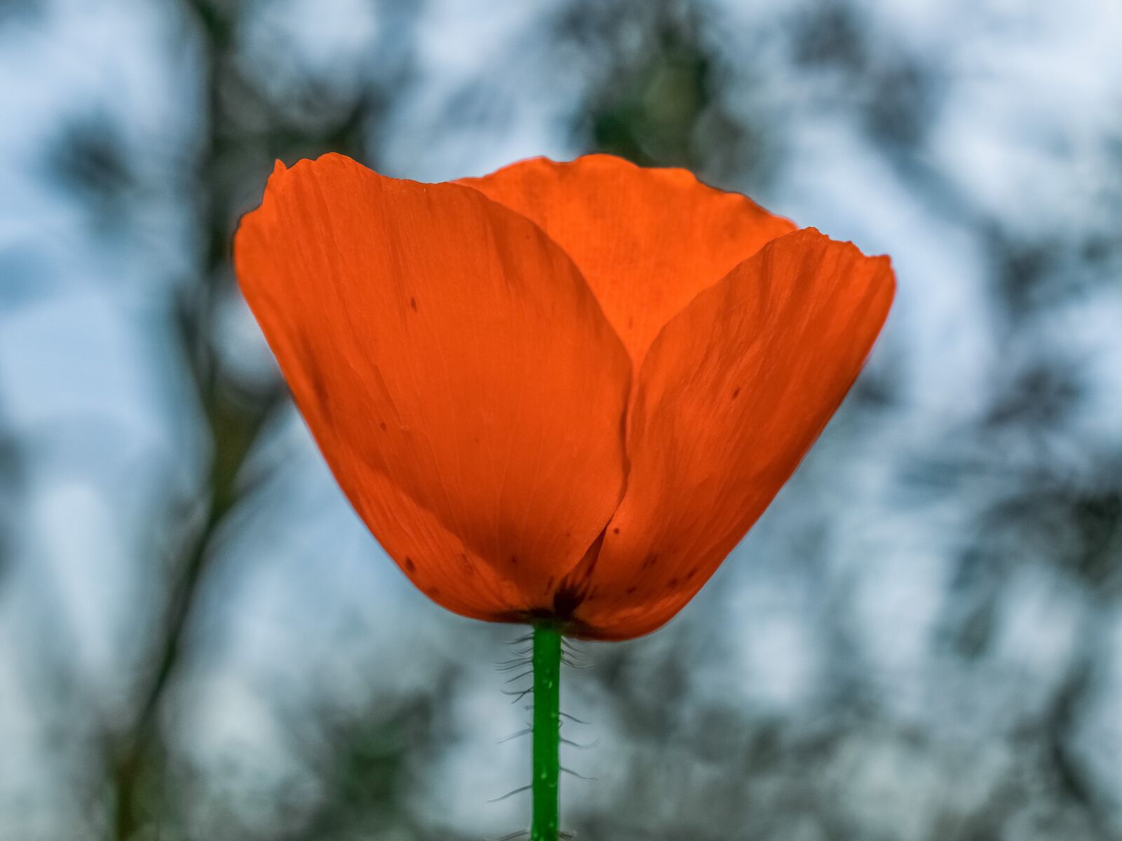 Nikon D3300 sample photo. Nature, flower, outdoors photography