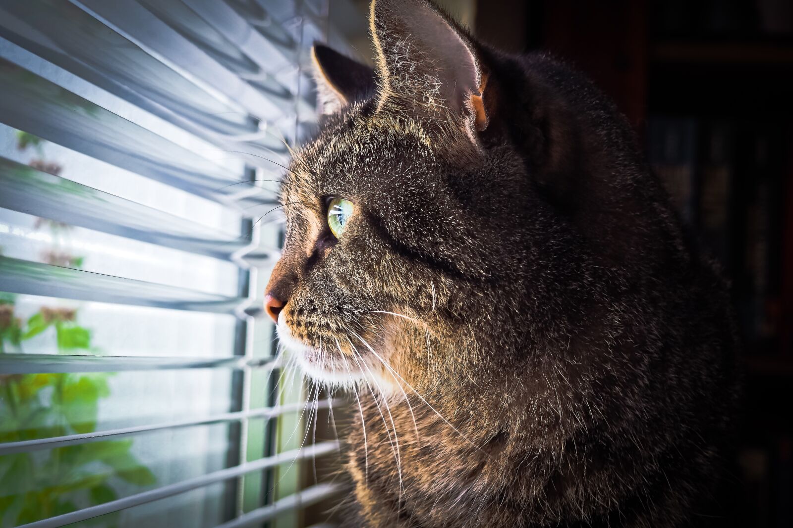 Olympus OM-D E-M10 sample photo. Cat, animal, pet photography