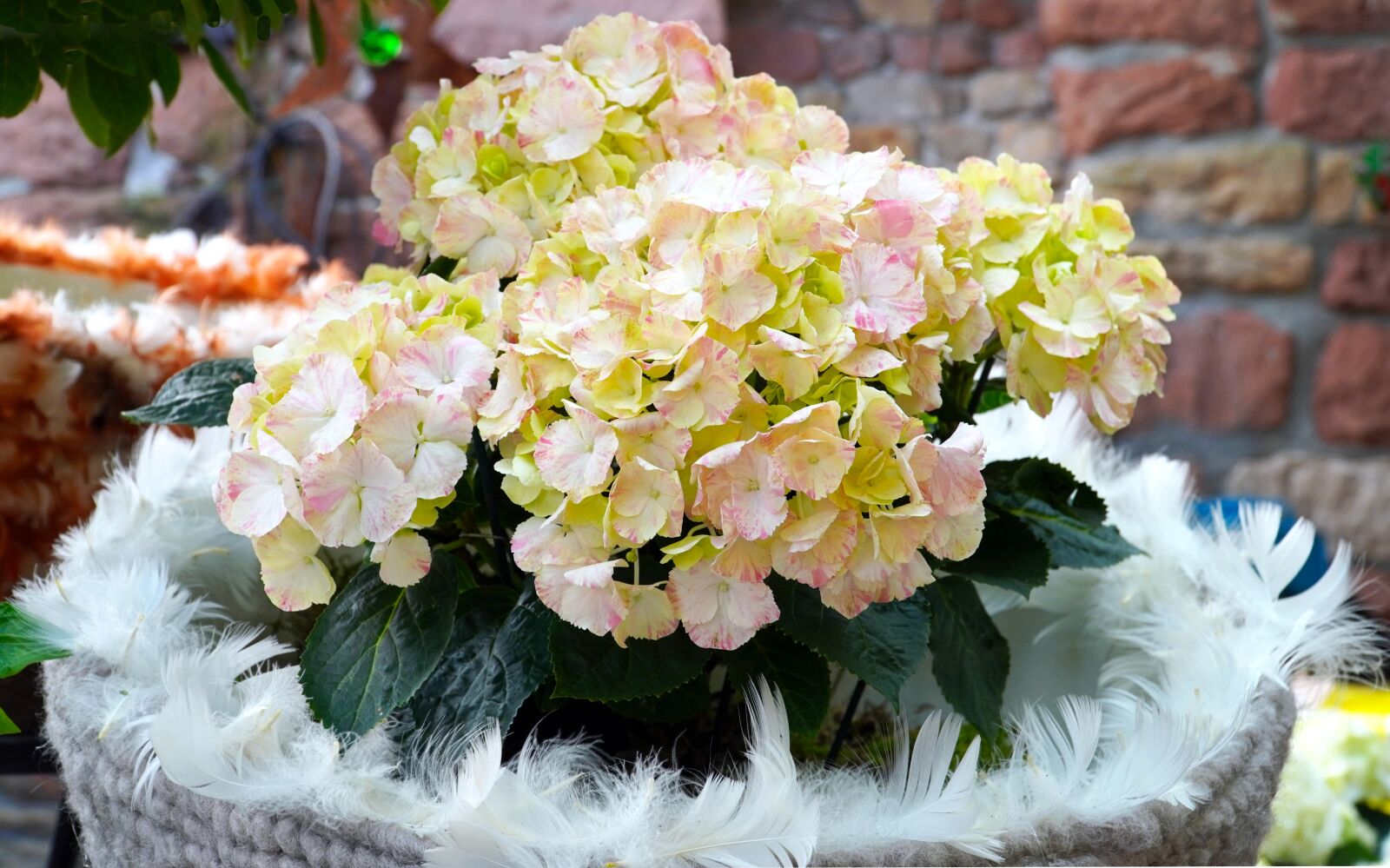 Sony E PZ 18-105mm F4 G OSS sample photo. Hydrangeas, blossom, bloom photography