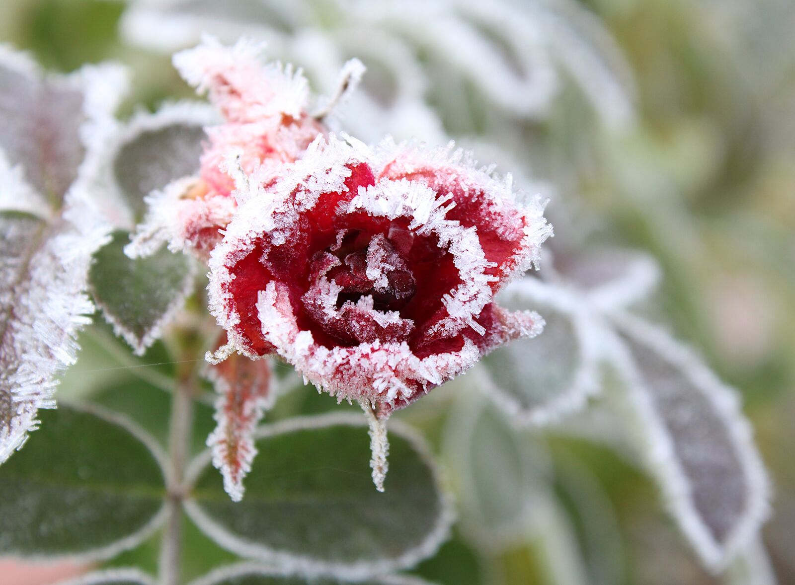 Canon EOS 2000D (EOS Rebel T7 / EOS Kiss X90 / EOS 1500D) sample photo. Rose, frost, fall photography