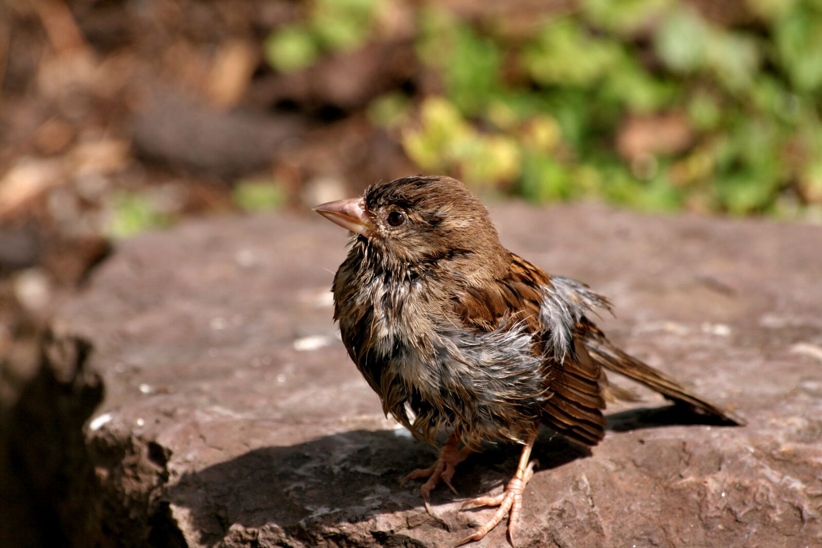 Canon EOS 400D (EOS Digital Rebel XTi / EOS Kiss Digital X) sample photo. Sparrow, house sparrow, bird photography