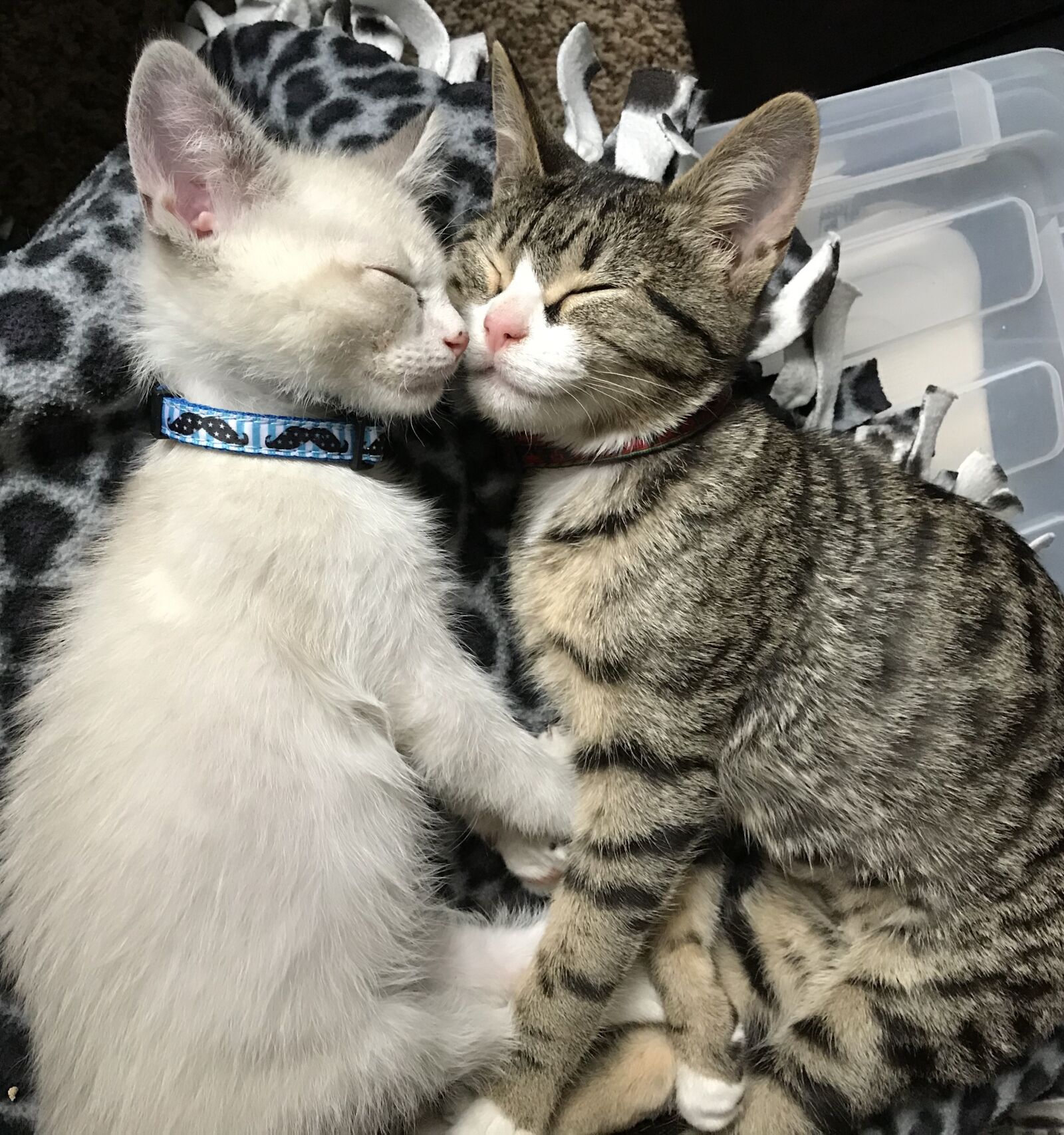 iPhone 7 back camera 3.99mm f/1.8 sample photo. Kittens, tabby, animal photography