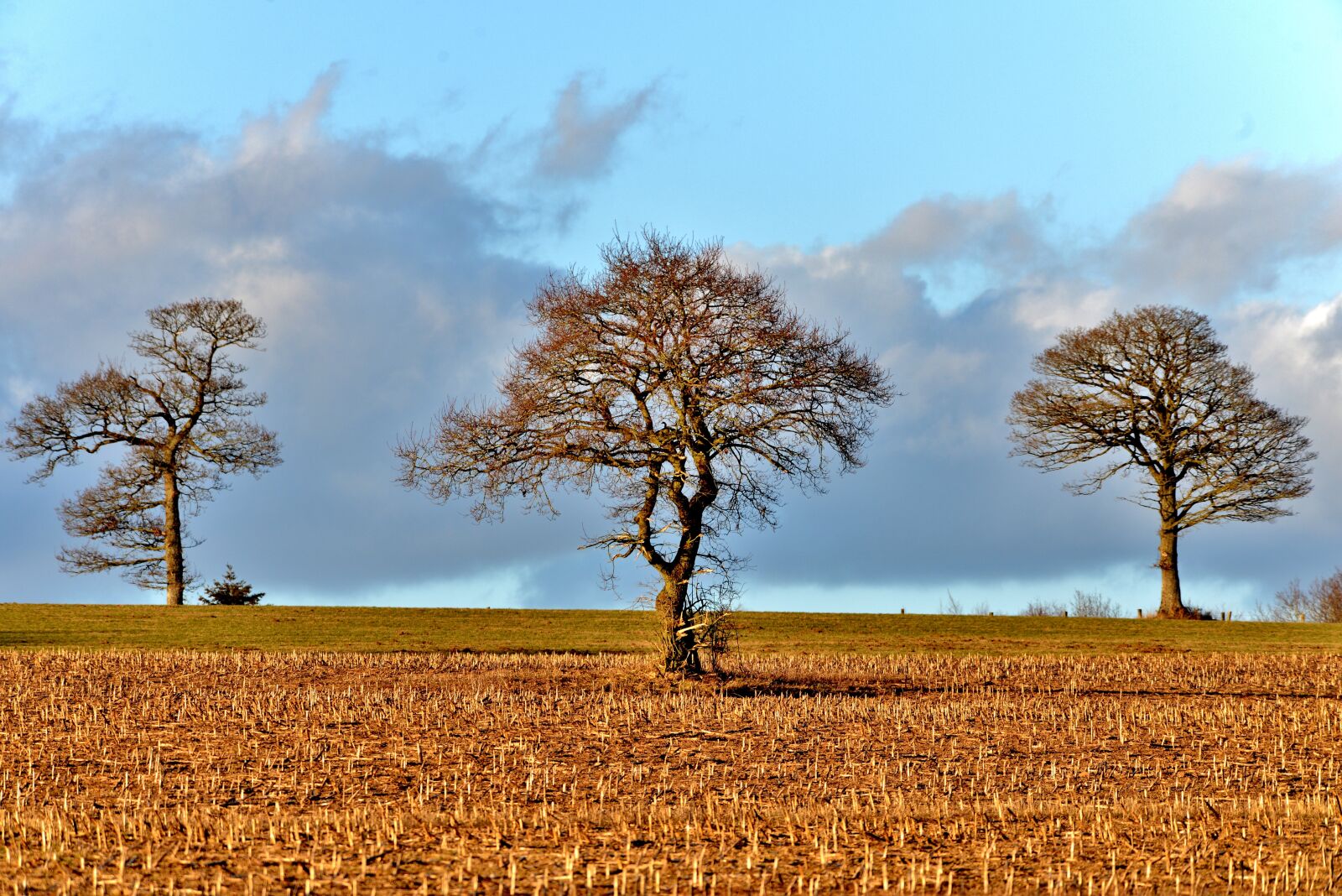 Nikon D600 sample photo. Trees, landscape, nature photography