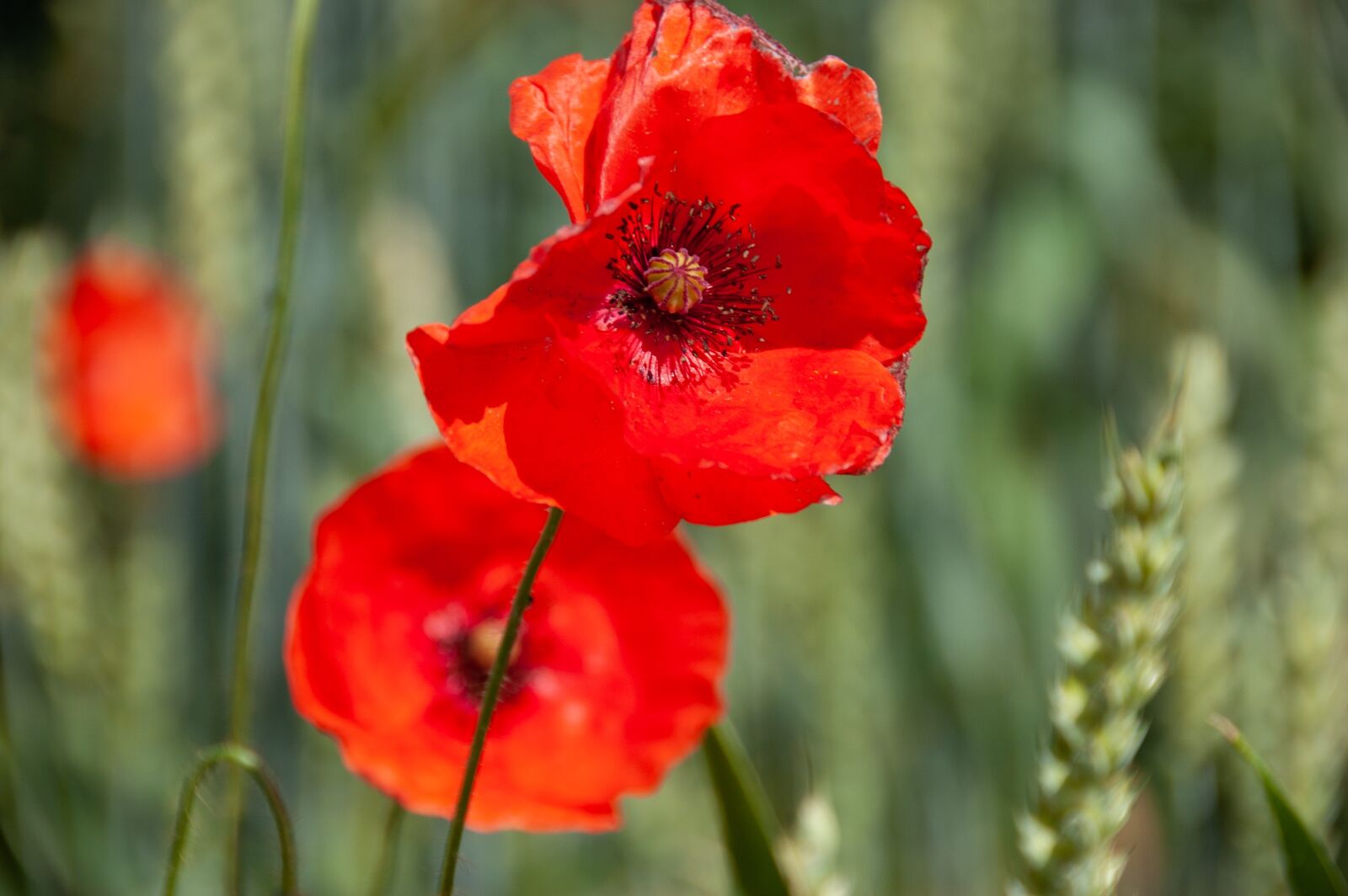 Nikon D40 sample photo. Poppies, klatschmohn, red photography