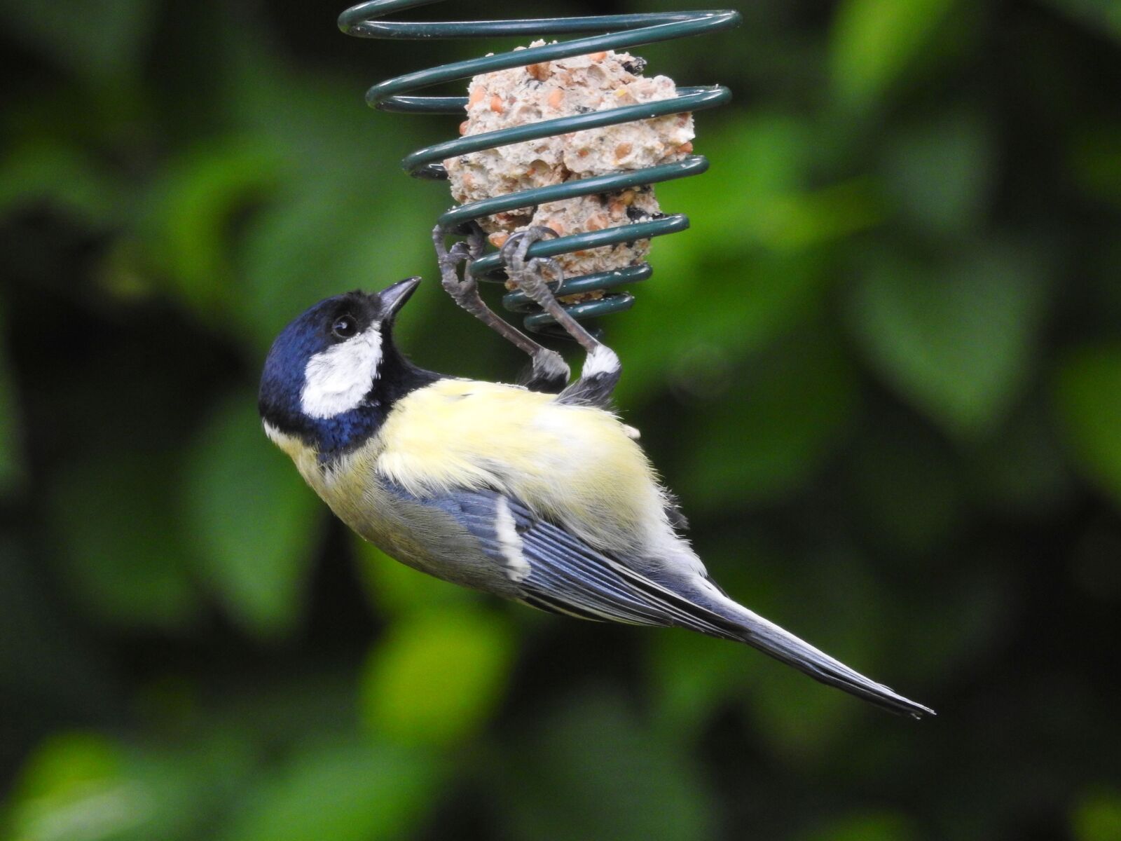Nikon Coolpix P900 sample photo. Blue tit, bird, tit photography