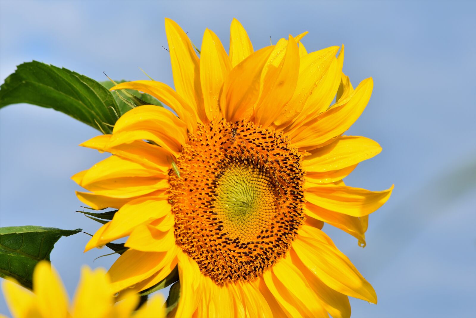 Nikon D7200 sample photo. Sunflower, flower, petals photography