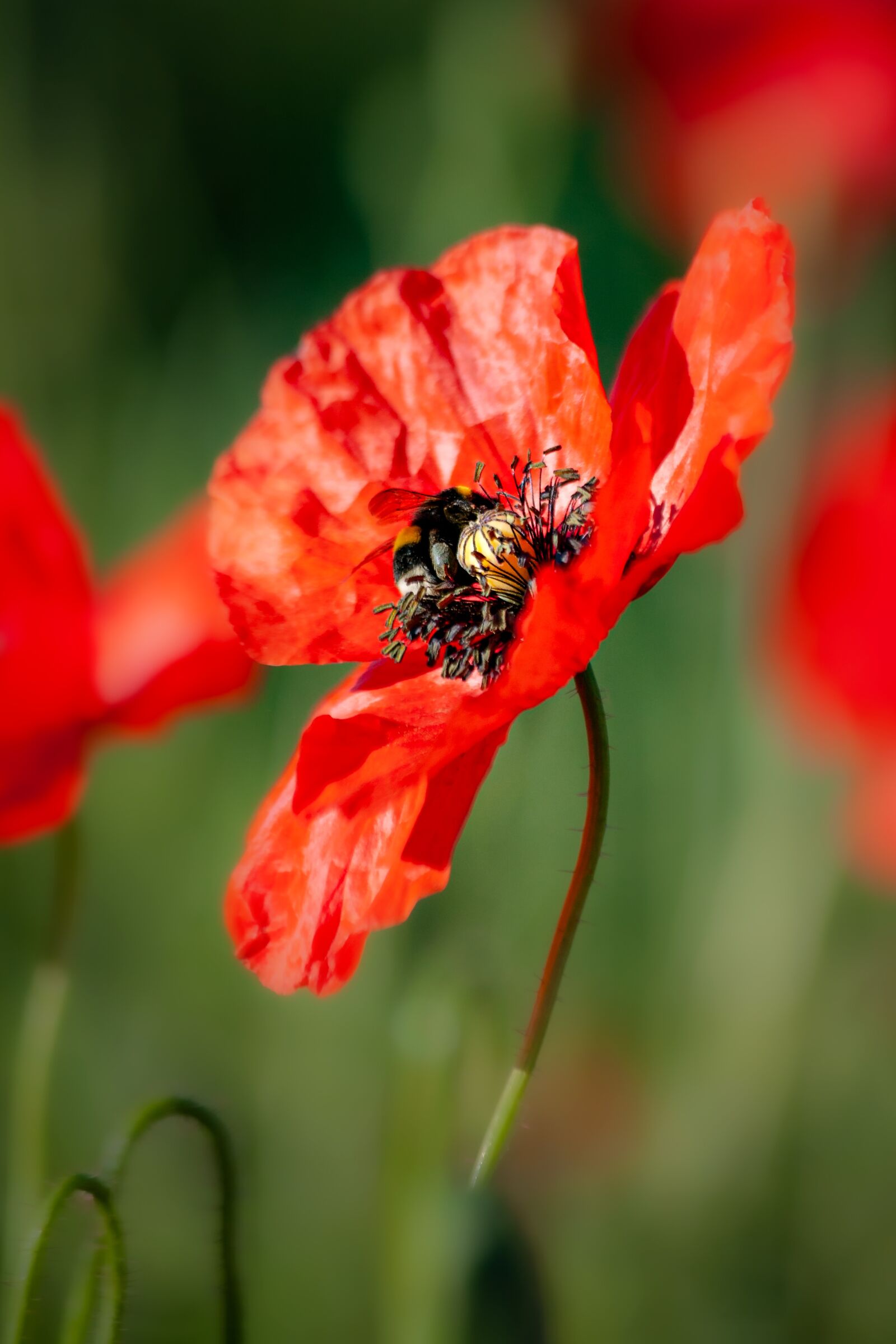 Canon EOS-1Ds Mark II sample photo. Poppy, hummel, insect photography