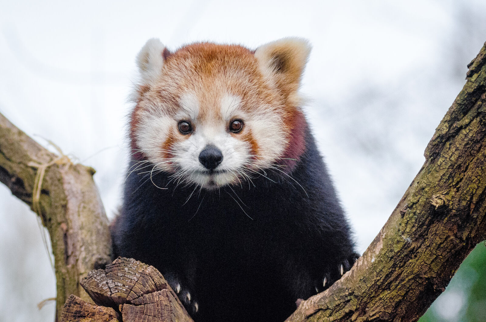 AF Zoom-Nikkor 80-200mm f/2.8 ED sample photo