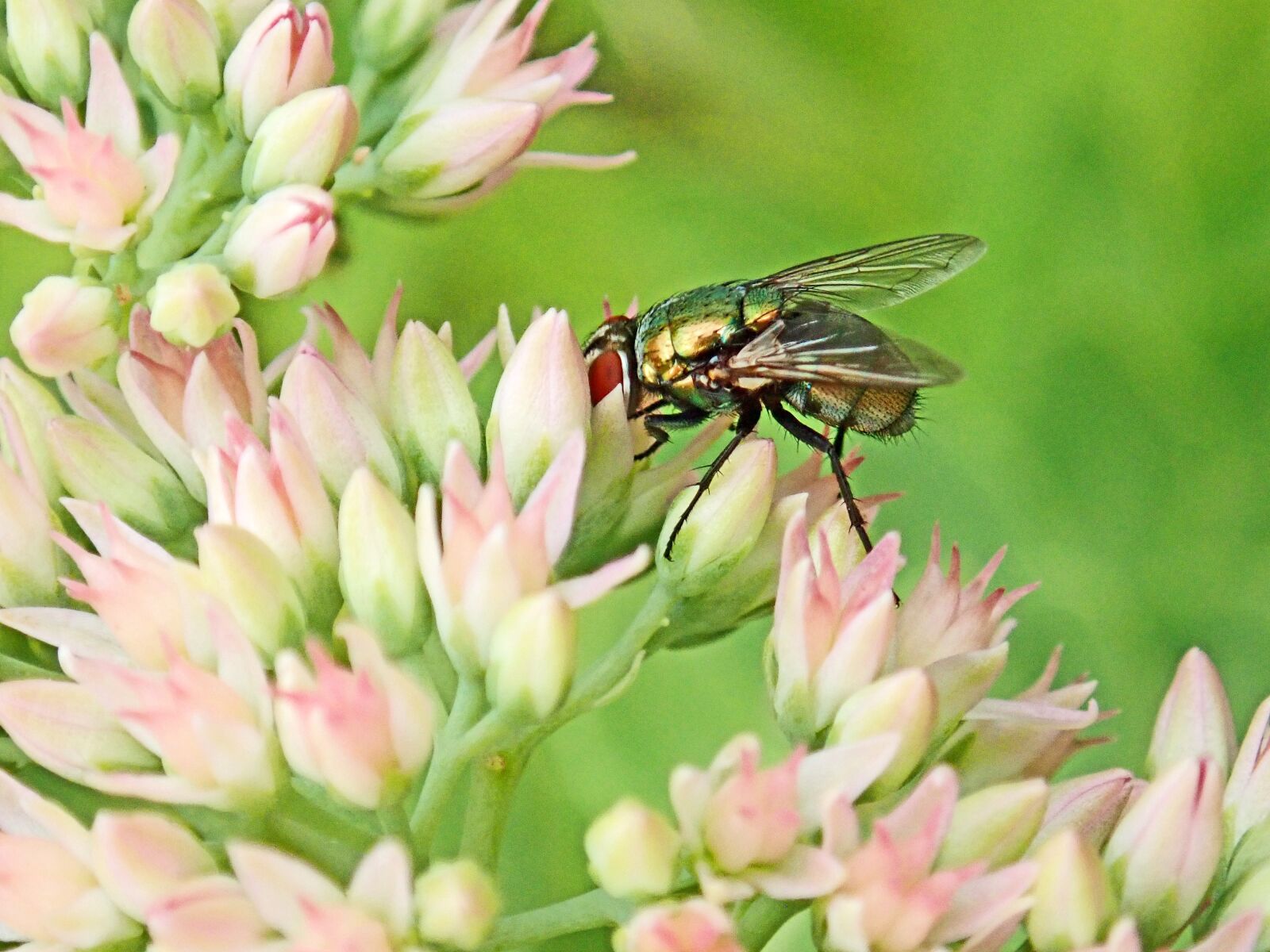 Olympus TG-5 sample photo. Fly, insect, sitting photography
