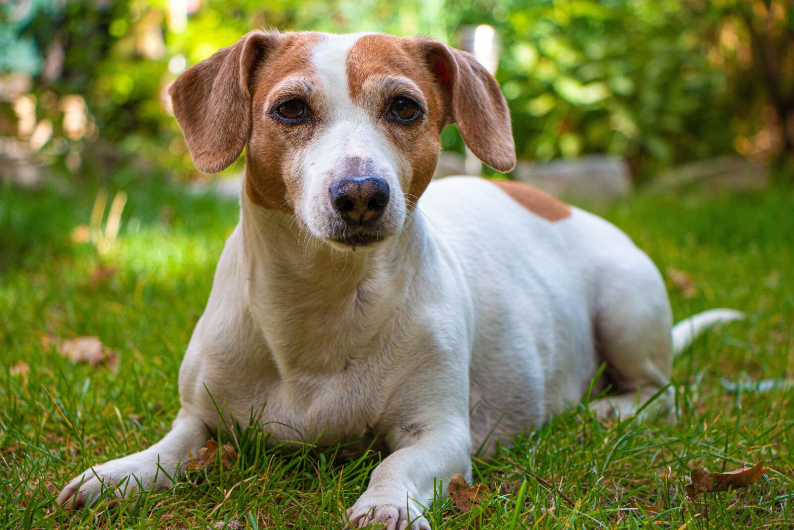 Canon EOS 70D sample photo. Dog, grass, puppy photography