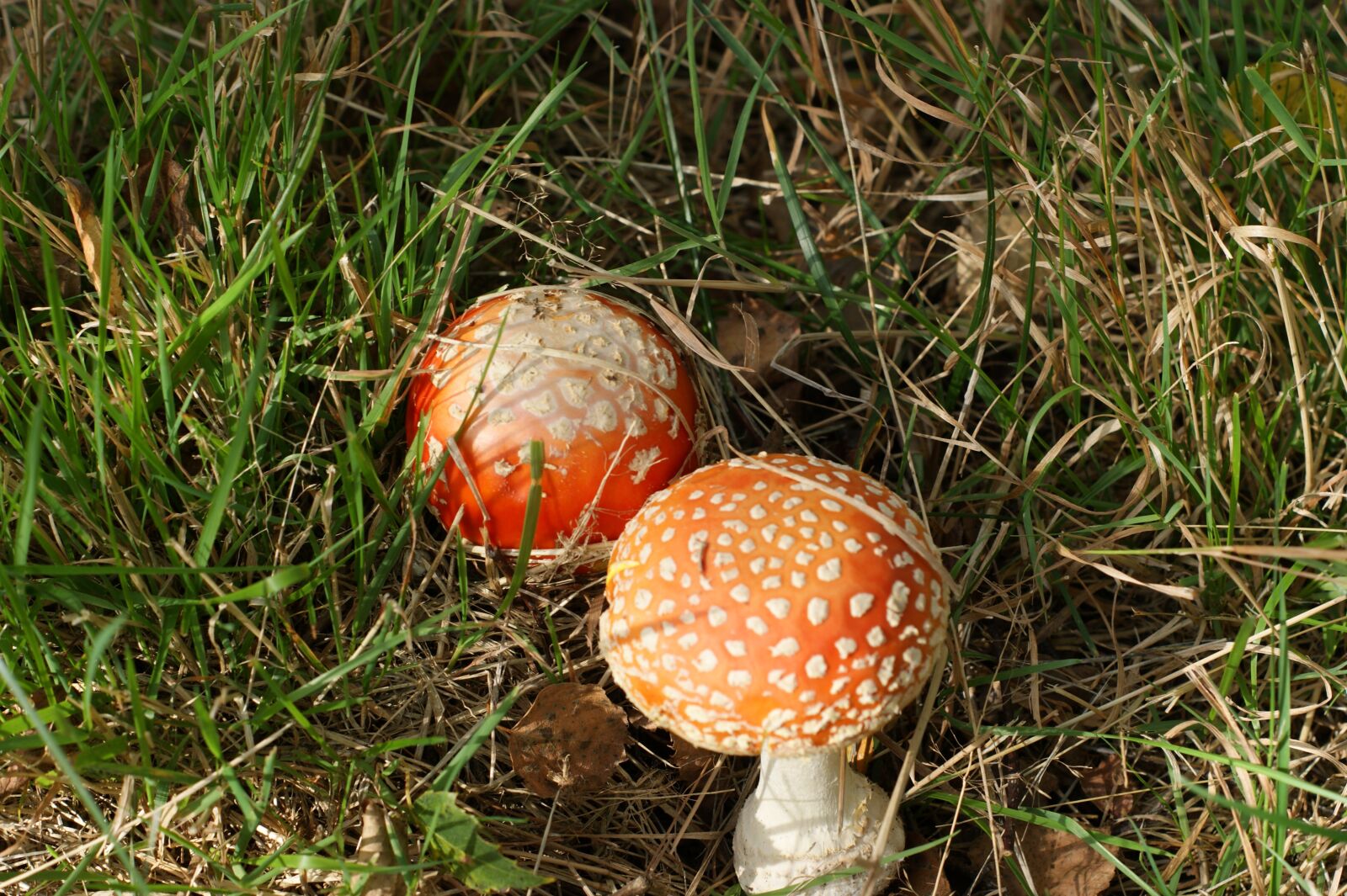 Sony Alpha DSLR-A390 sample photo. Autumn, mushroom, amanita photography
