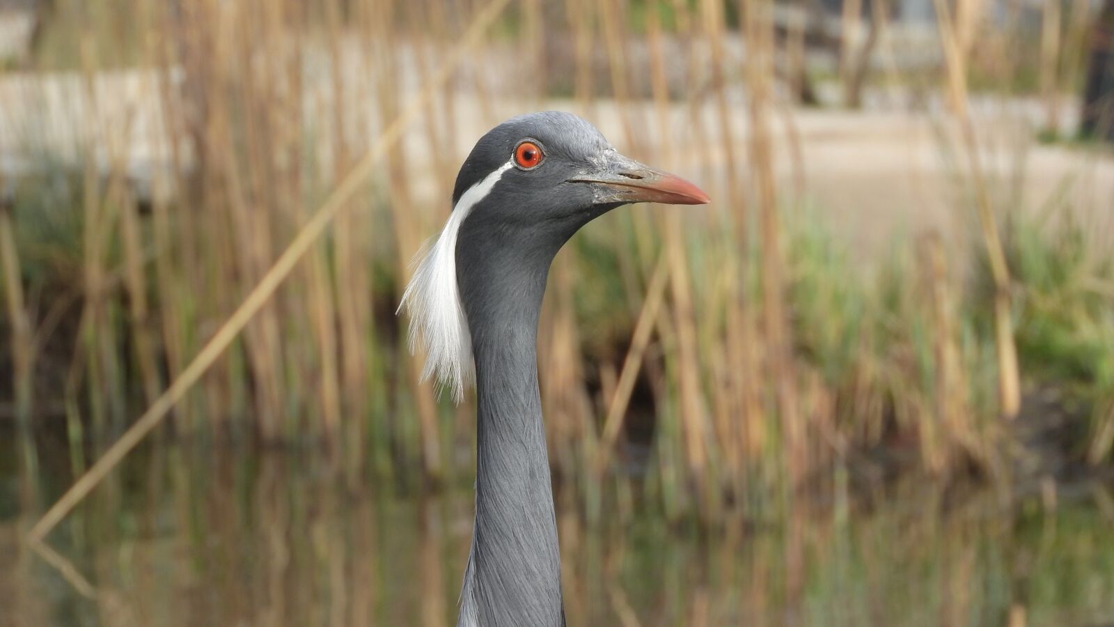 Nikon Coolpix P610 sample photo. Anthropoides virgo, crane virgin photography