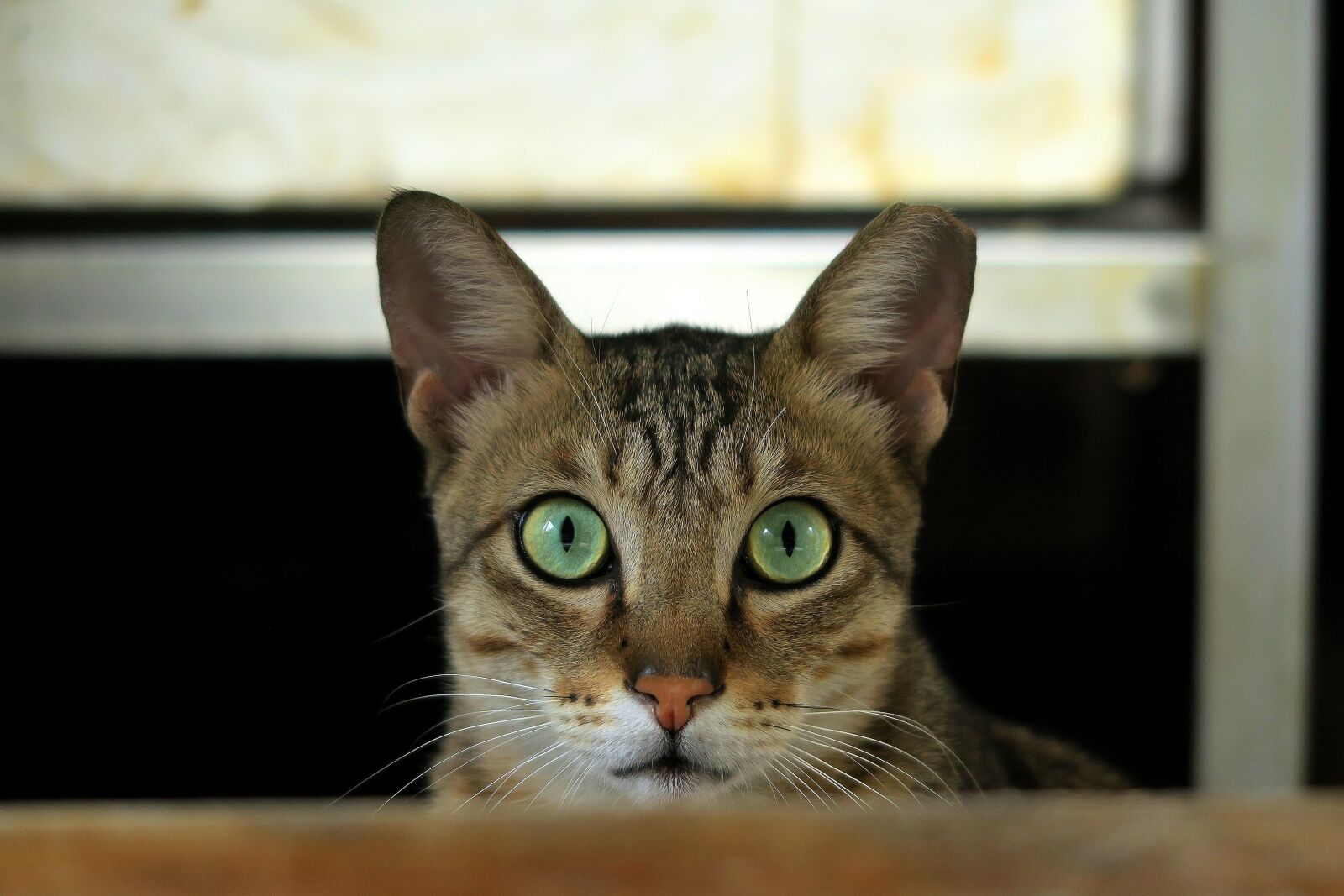 Canon PowerShot G7 X sample photo. Cat, portrait, animal photography