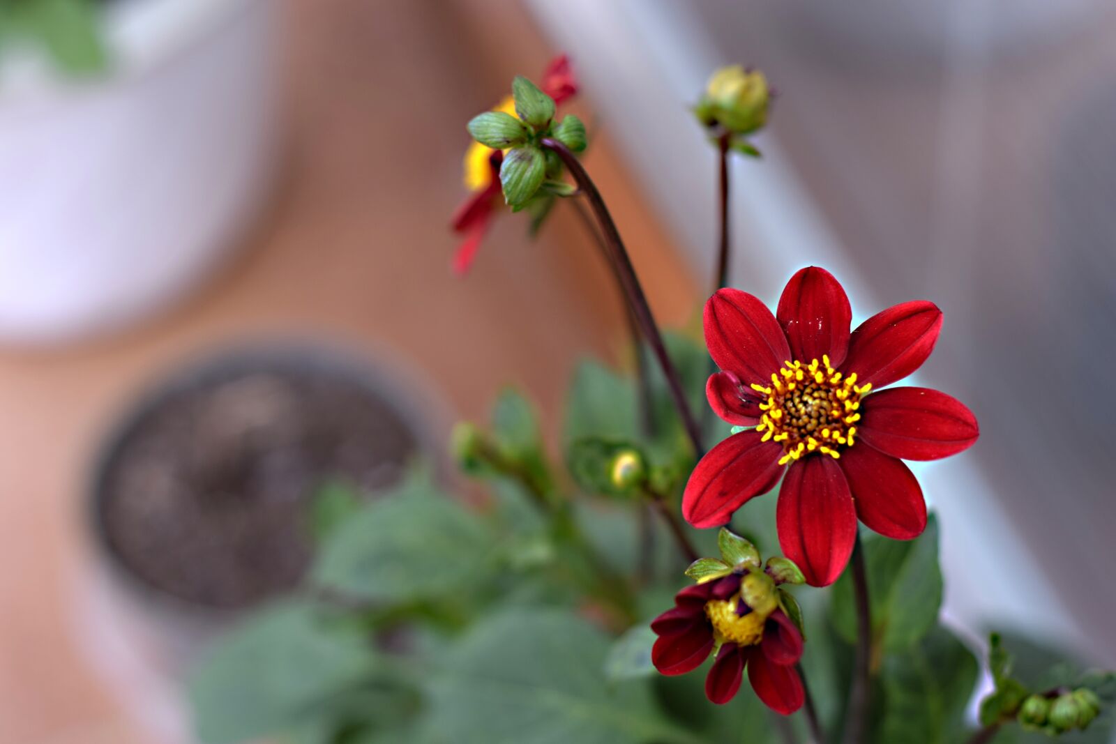 Nikon D5300 sample photo. Flower, letnička, kvetinka photography