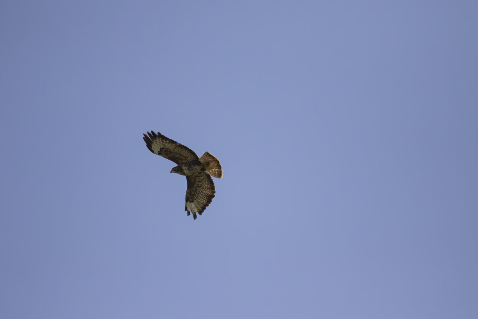 Canon EOS 7D Mark II sample photo