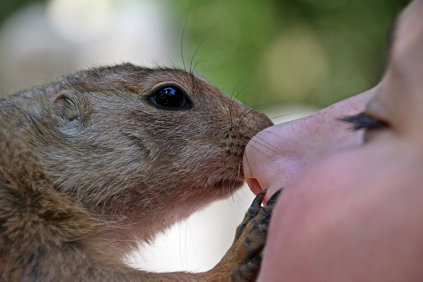 Canon EOS 650D (EOS Rebel T4i / EOS Kiss X6i) sample photo. African bush squirrel, paraxerus photography