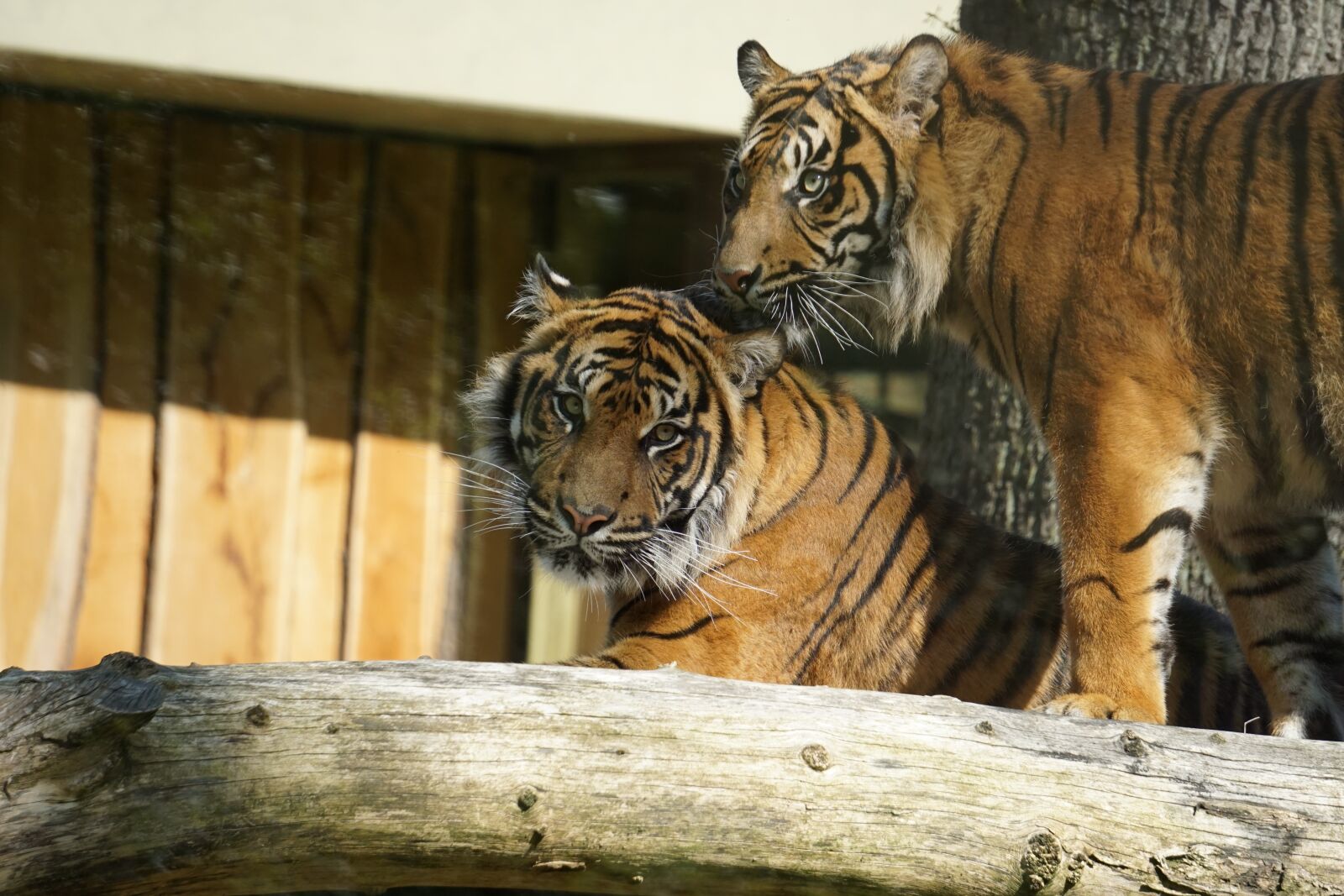 Sony a6000 sample photo. Sumatran tiger, big cat photography