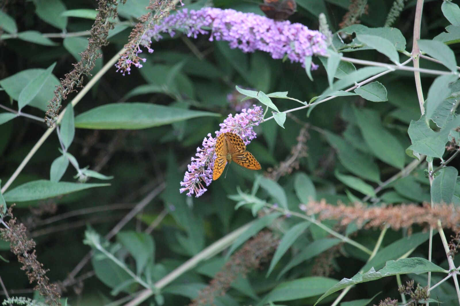 Canon EOS 60D + Canon EF-S 55-250mm F4-5.6 IS STM sample photo. Butterfly, nature, insect photography