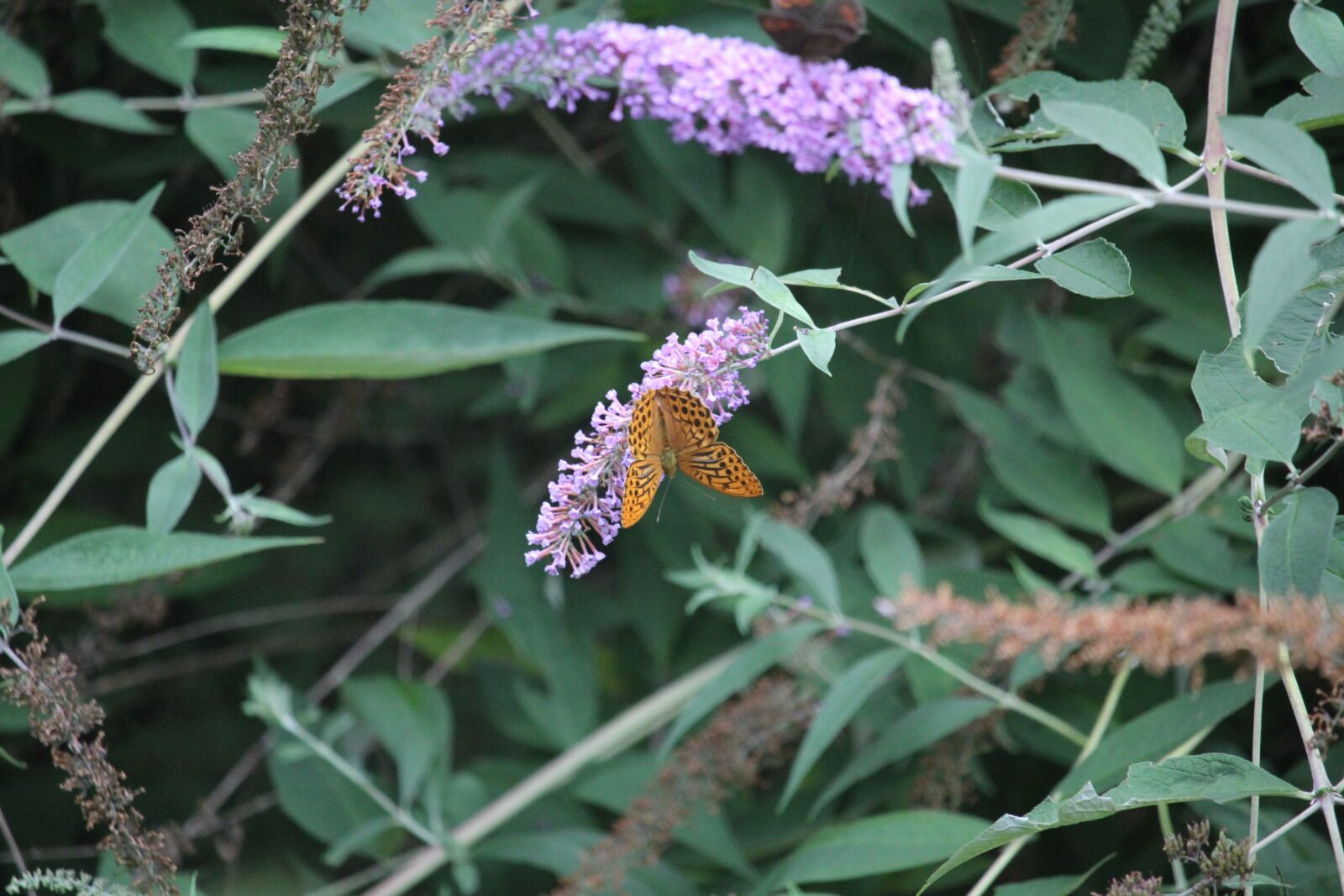 Canon EOS 60D sample photo. Butterfly, nature, insect photography