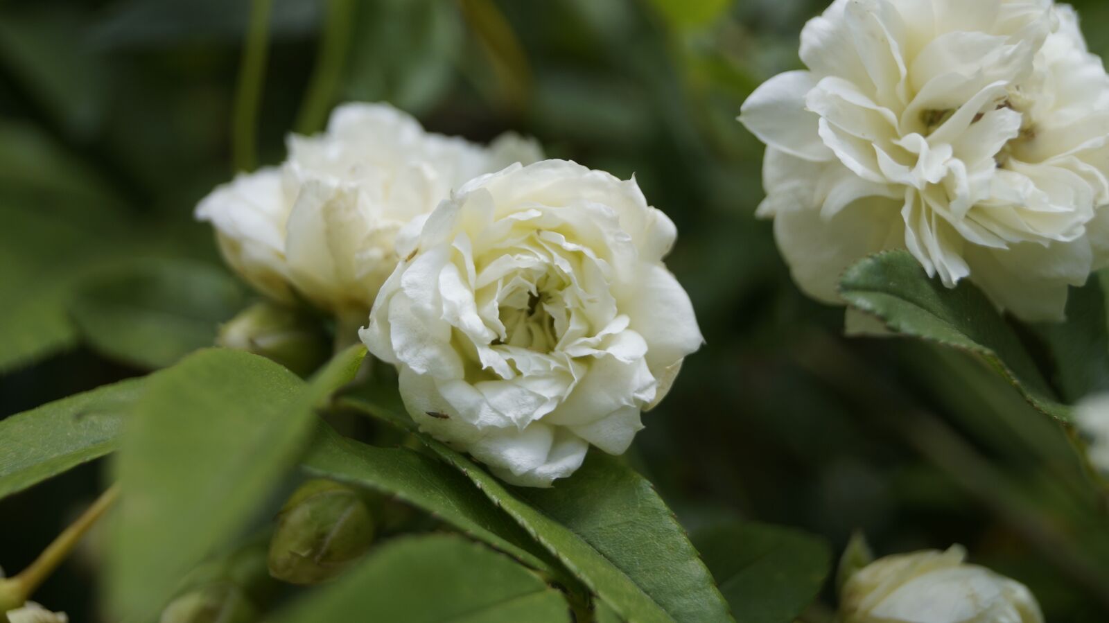 Sony SLT-A57 sample photo. White, bloom, flower photography