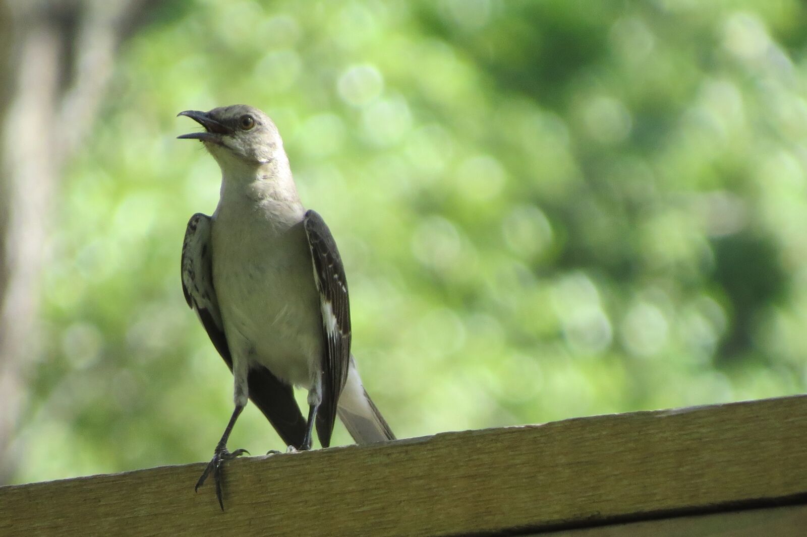 Canon PowerShot SX50 HS sample photo. Bird, song bird, mocking photography