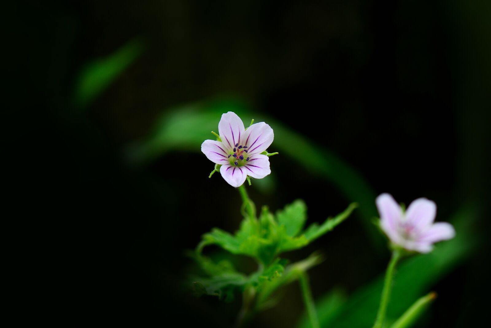 Nikon D800 sample photo. Autumnal, plant, thunberg's geranium photography