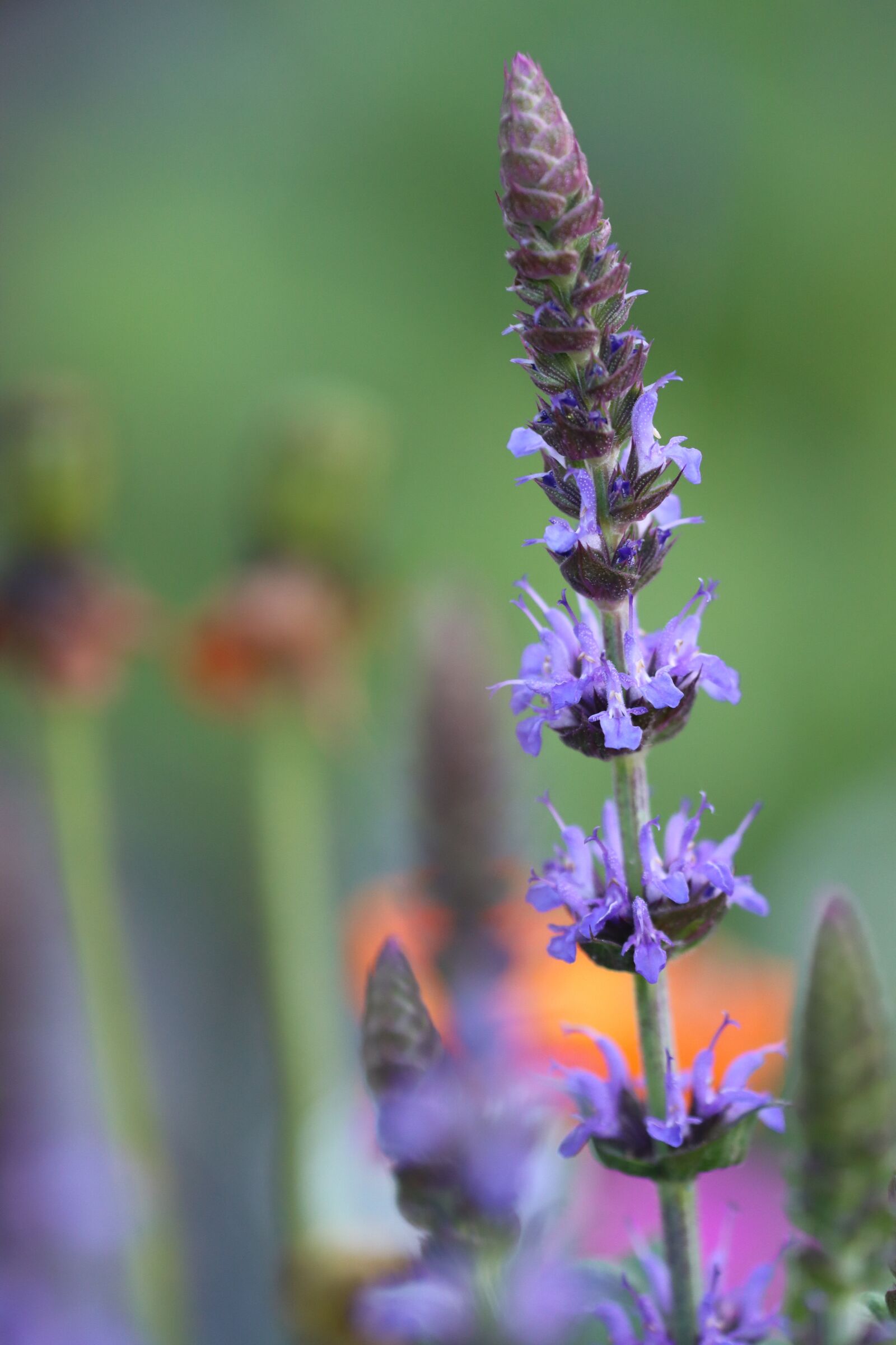 Canon EOS 90D sample photo. Wild sage, sage, salvia photography