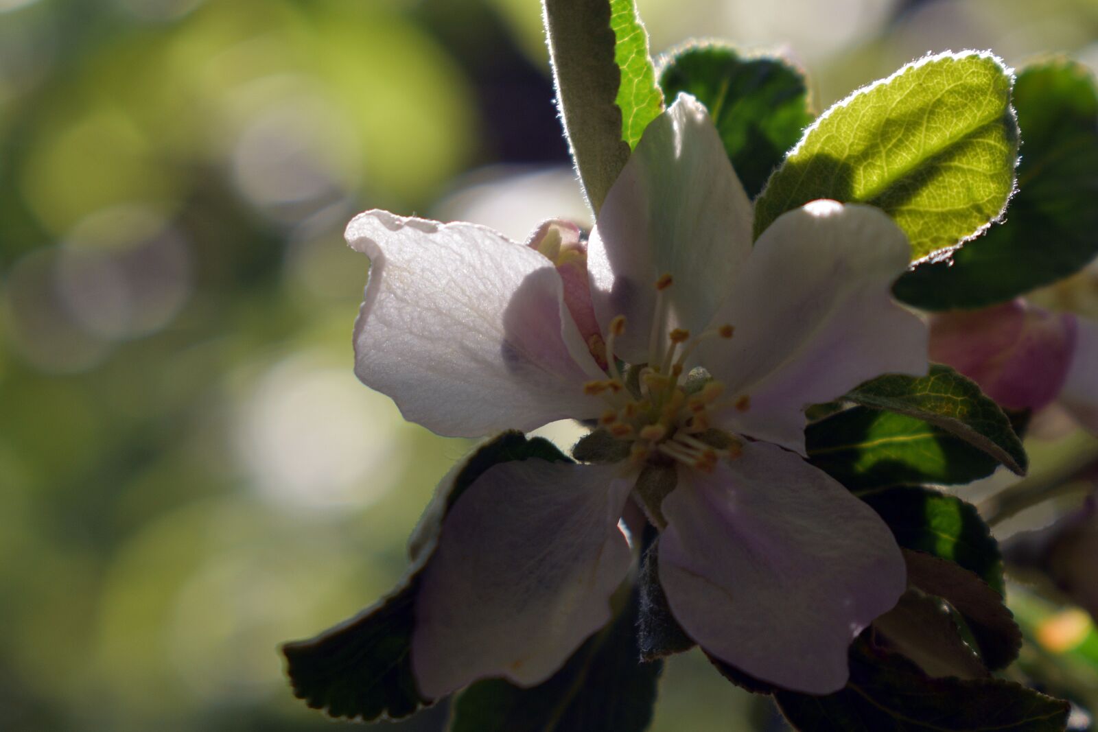 Nikon D3400 sample photo. Flower, spring, nature photography