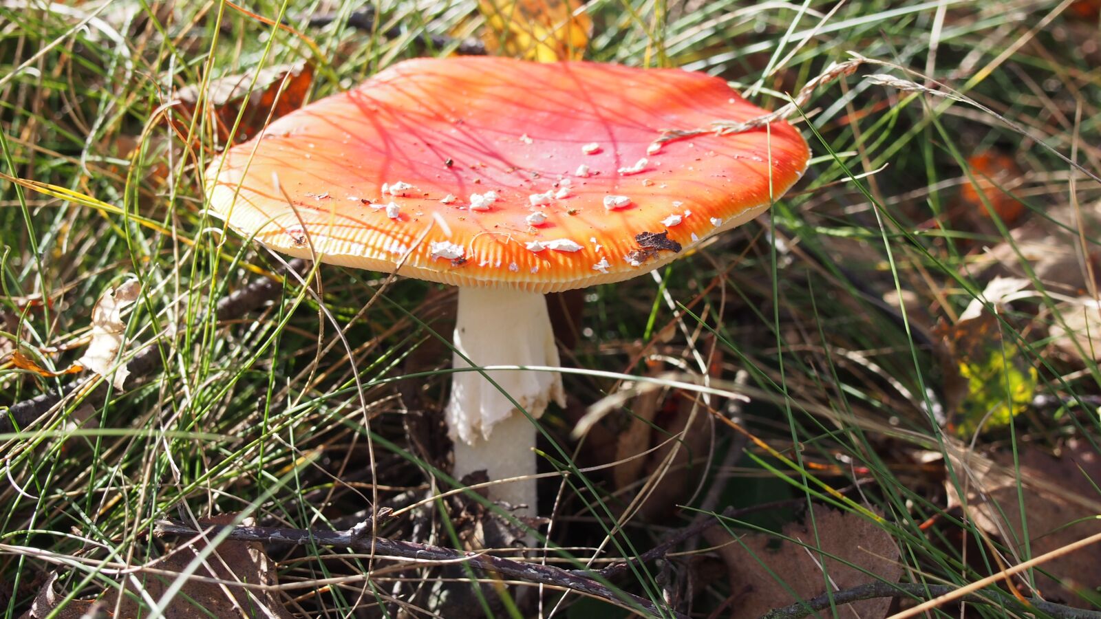 Olympus PEN E-PL6 sample photo. Fly agaric, nature, autumn photography