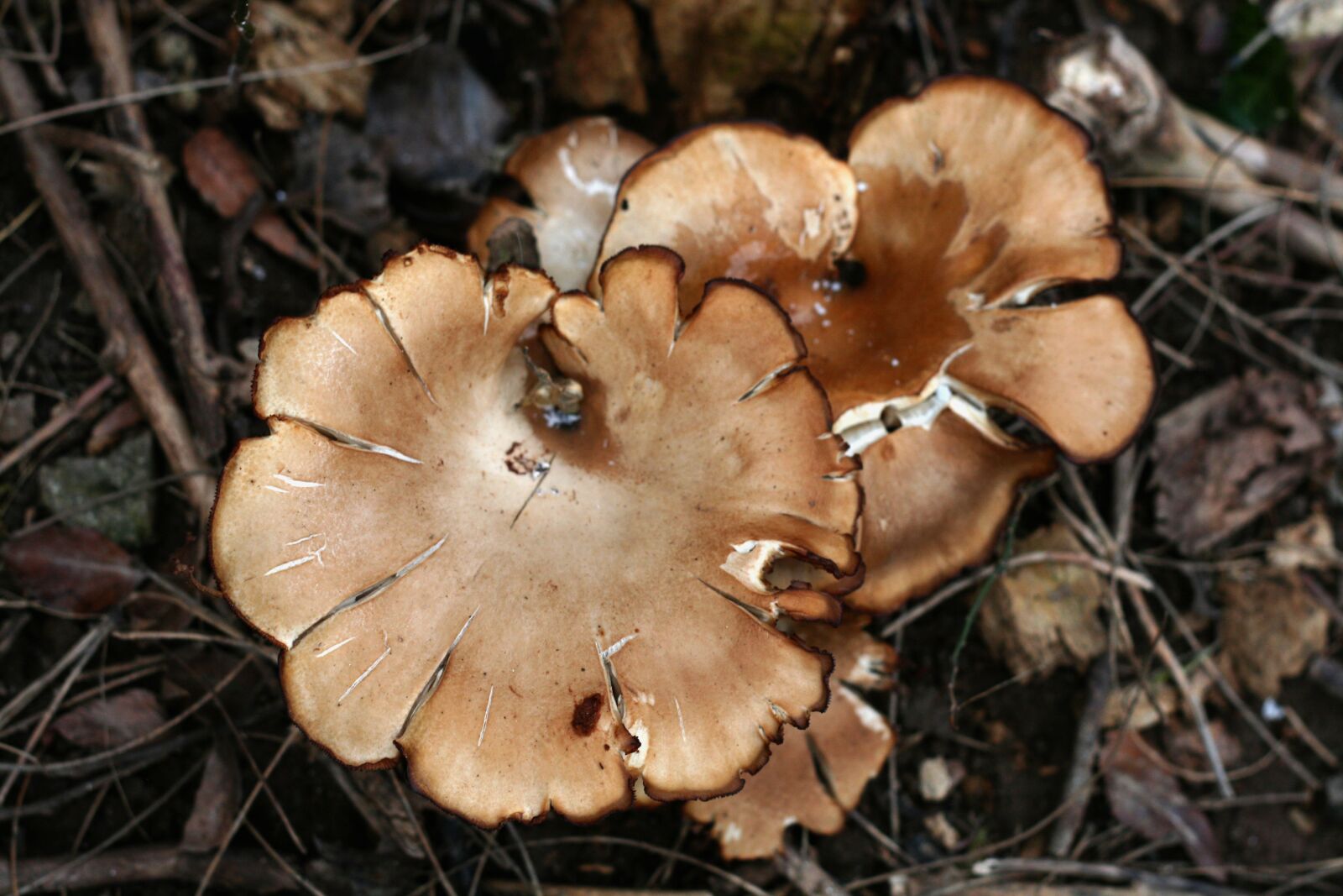 Canon EOS 400D (EOS Digital Rebel XTi / EOS Kiss Digital X) sample photo. Mushroom, brown, cup shaped photography