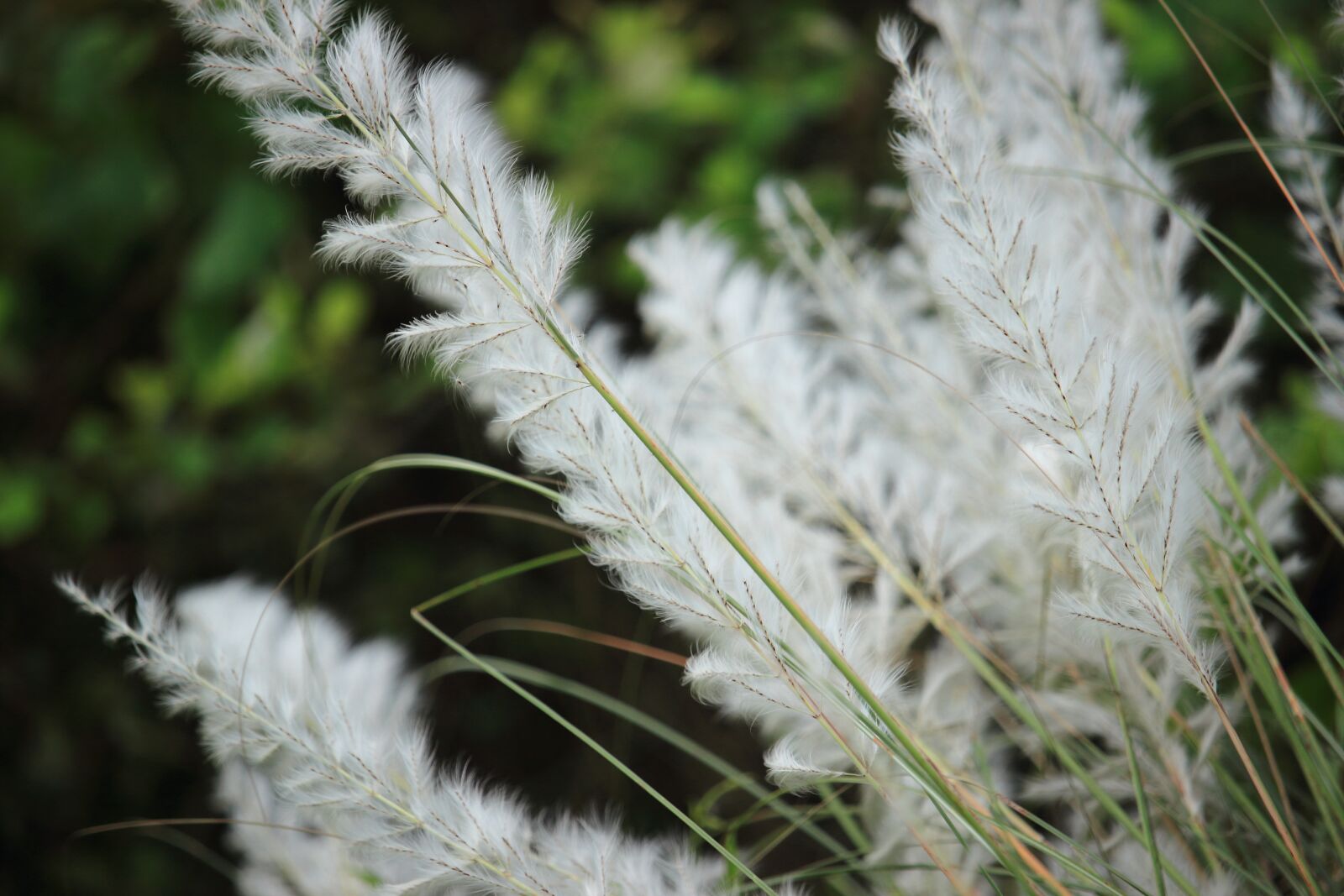 Canon EF-S 55-250mm F4-5.6 IS STM sample photo. Nature, flora, grass photography