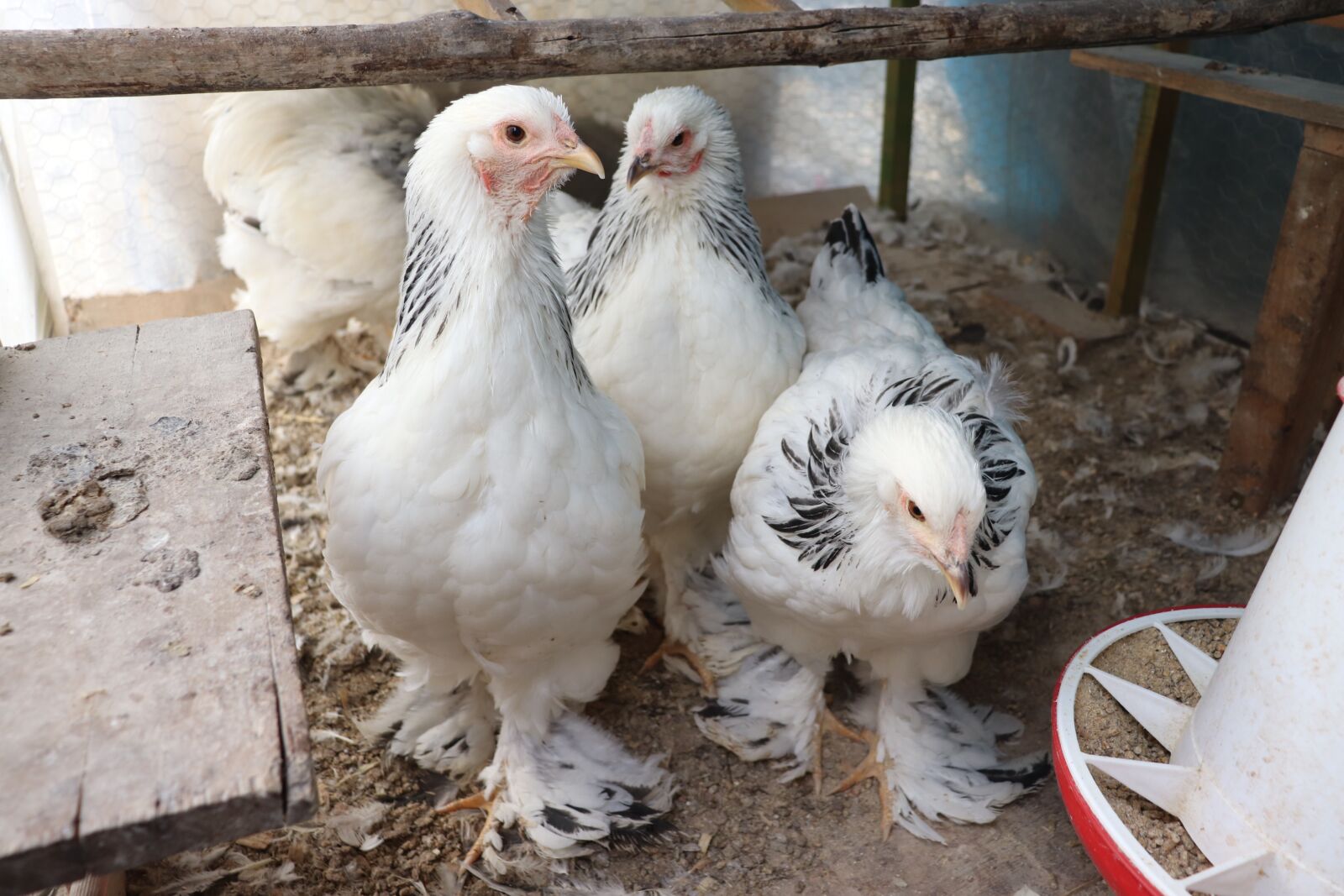 Canon EOS 200D (EOS Rebel SL2 / EOS Kiss X9) sample photo. Brahma, chicken, livestock photography