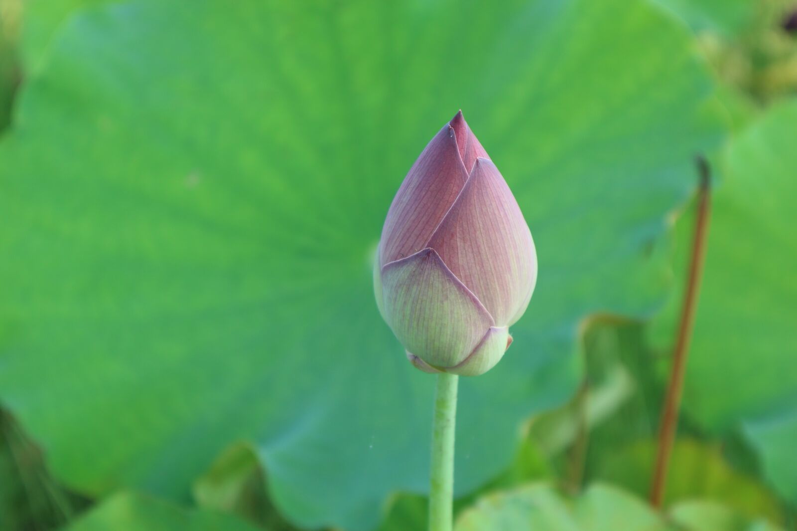 Canon EOS M10 sample photo. Lotus, pink, open photography