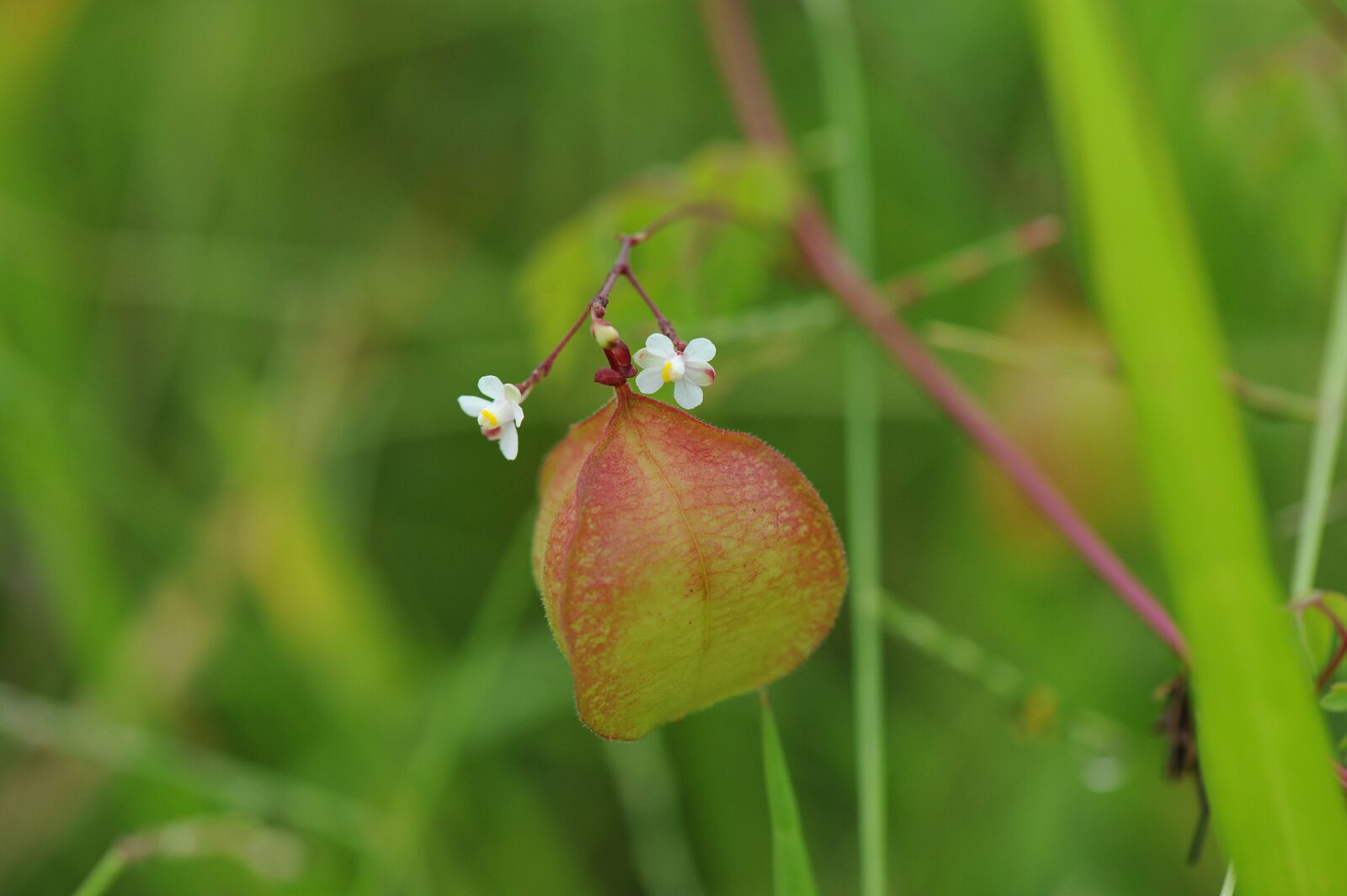 Nikon D700 sample photo. White flowers, grass, green photography