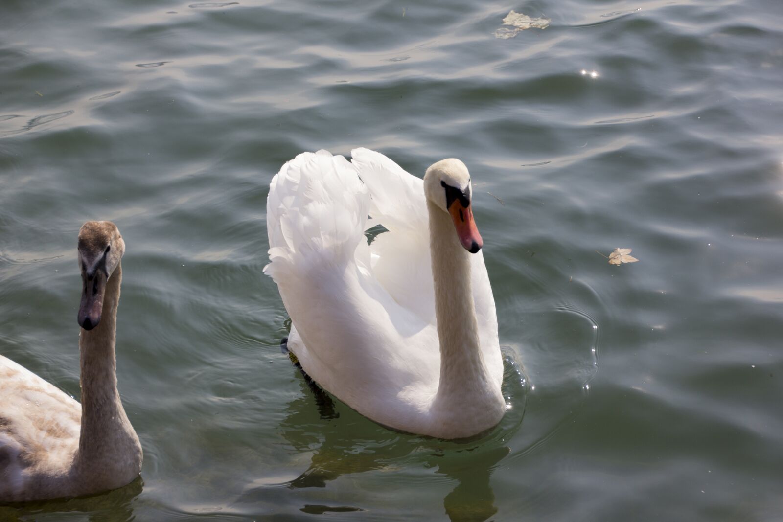 Canon EOS 60D sample photo. Hungary, swan, animal photography