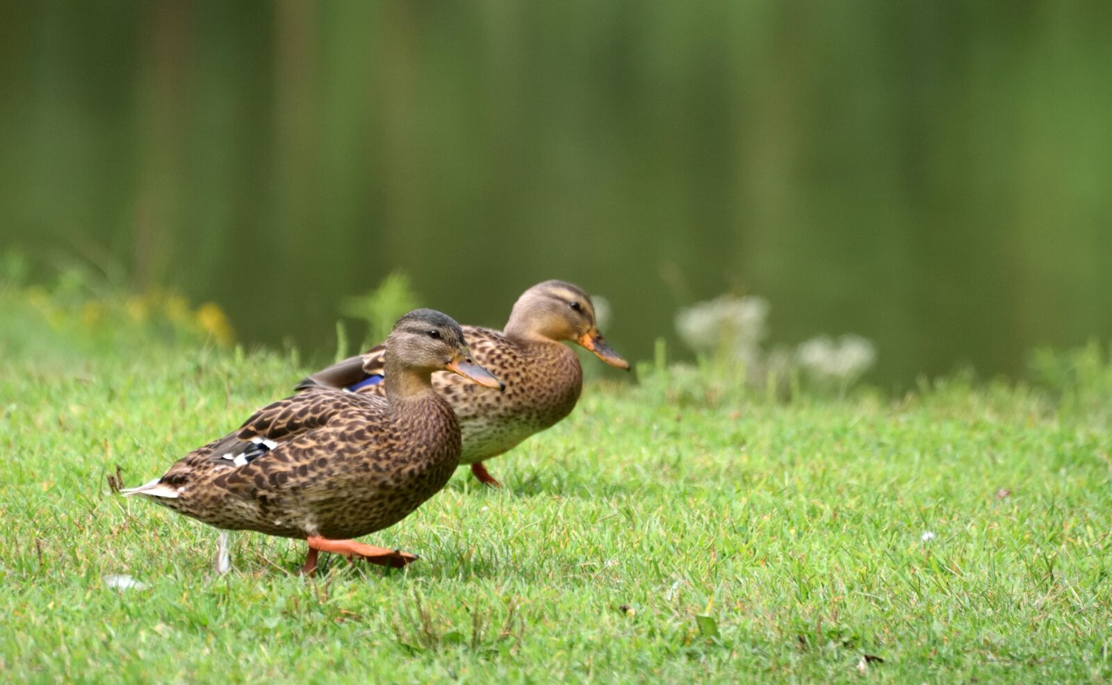 Nikon D5300 sample photo. Avian, ducks, wildlife photography