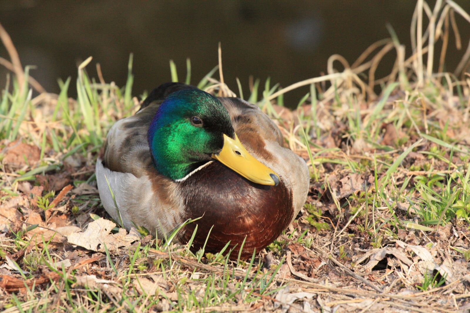 Canon EOS 450D (EOS Rebel XSi / EOS Kiss X2) sample photo. Drake, nature, animal world photography