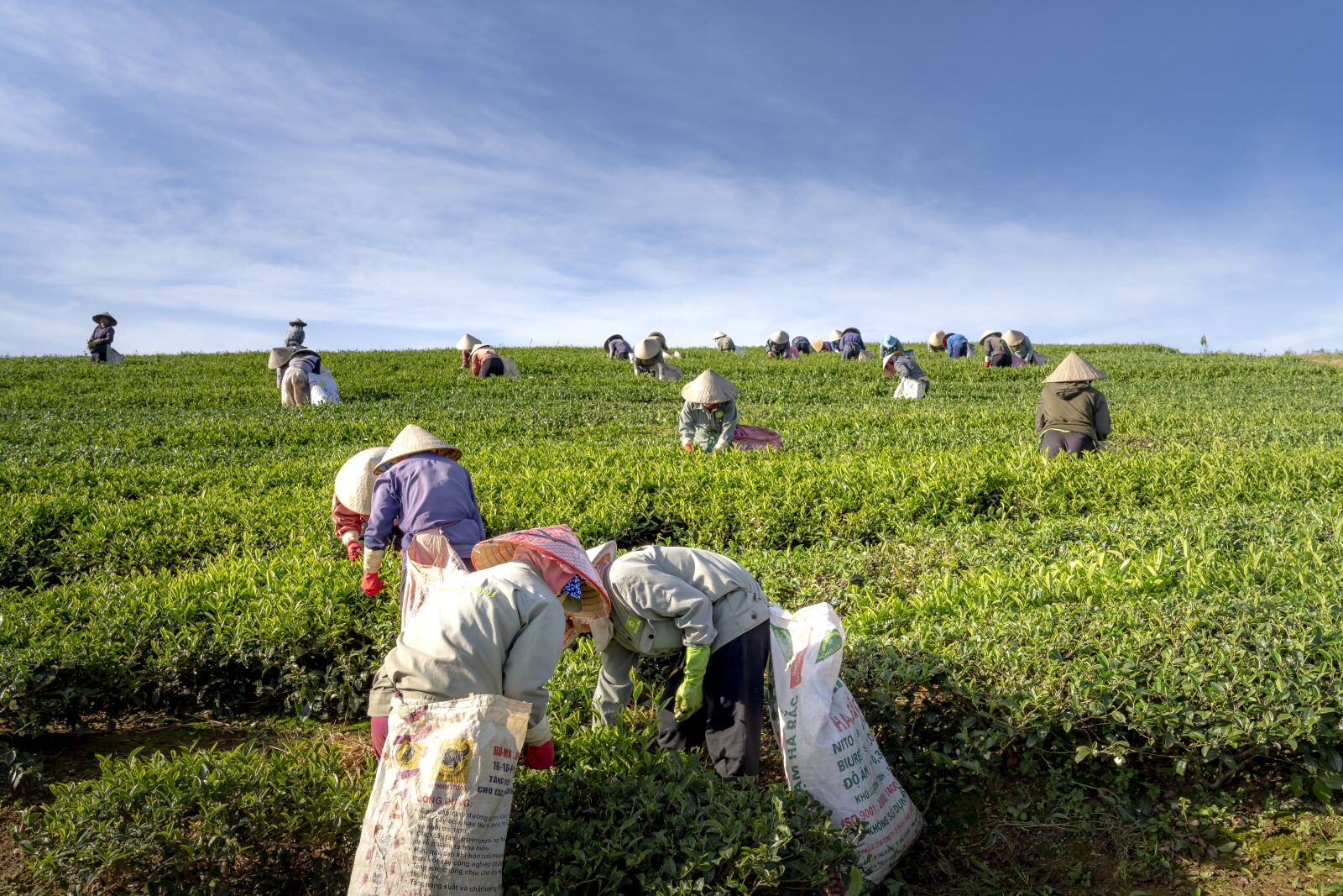 Sony FE 24-70mm F2.8 GM sample photo. Tea, the farm, vietnam photography