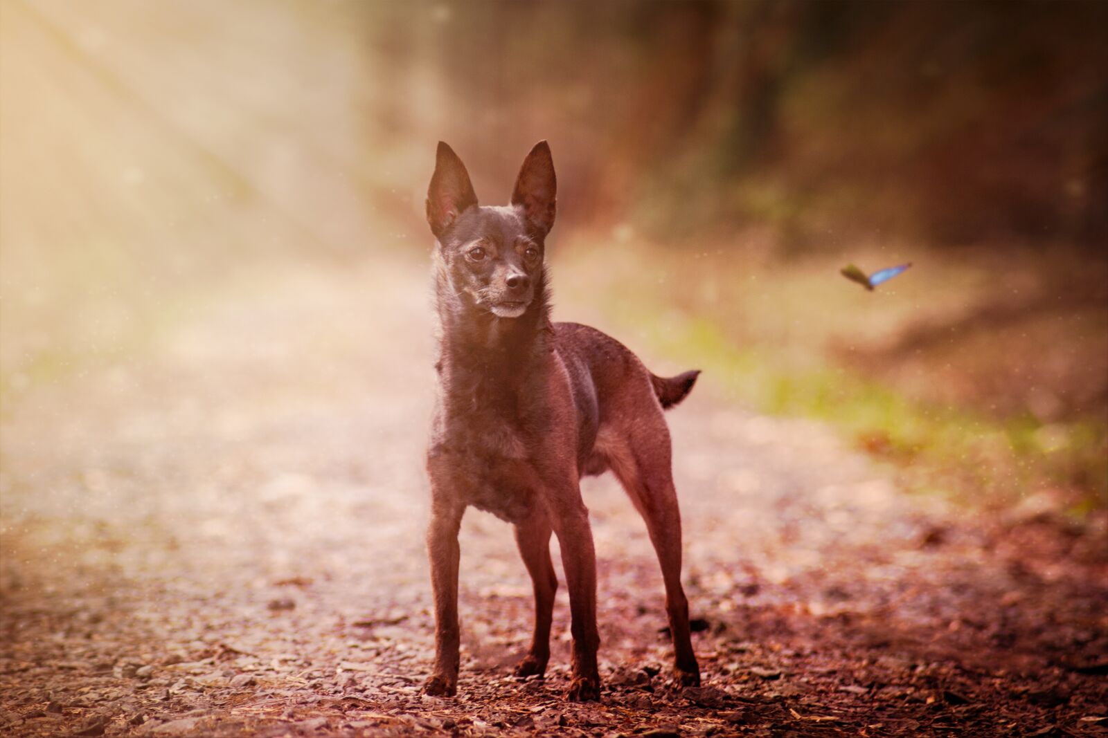 Canon EOS 750D (EOS Rebel T6i / EOS Kiss X8i) sample photo. Dog, miniature pinscher, animal photography