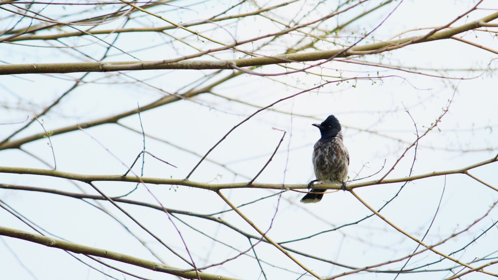 Canon EOS 1300D (EOS Rebel T6 / EOS Kiss X80) sample photo. Kerala, india, bulbul photography