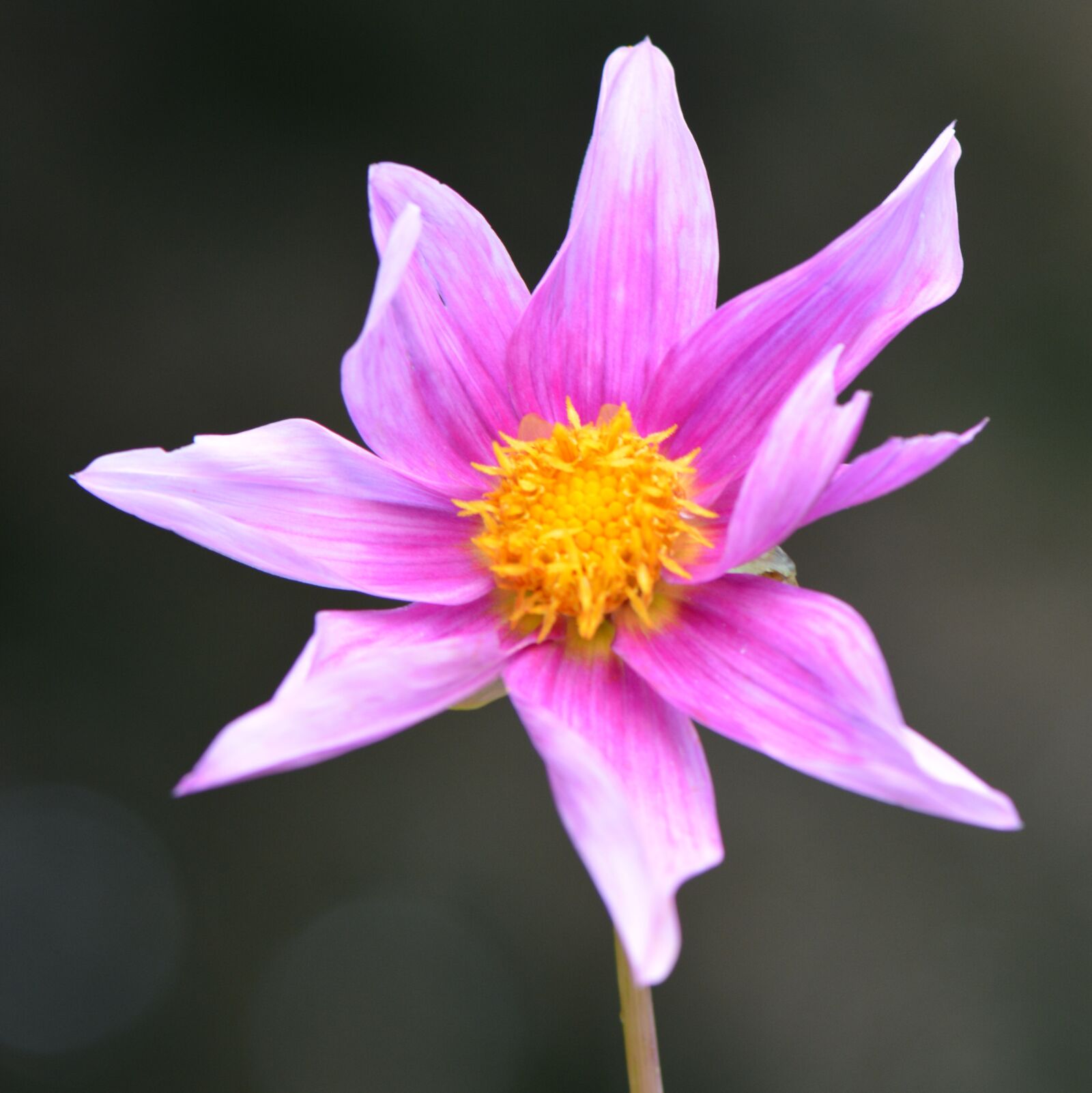 Nikon D5200 sample photo. Flower, nature, dahlia photography