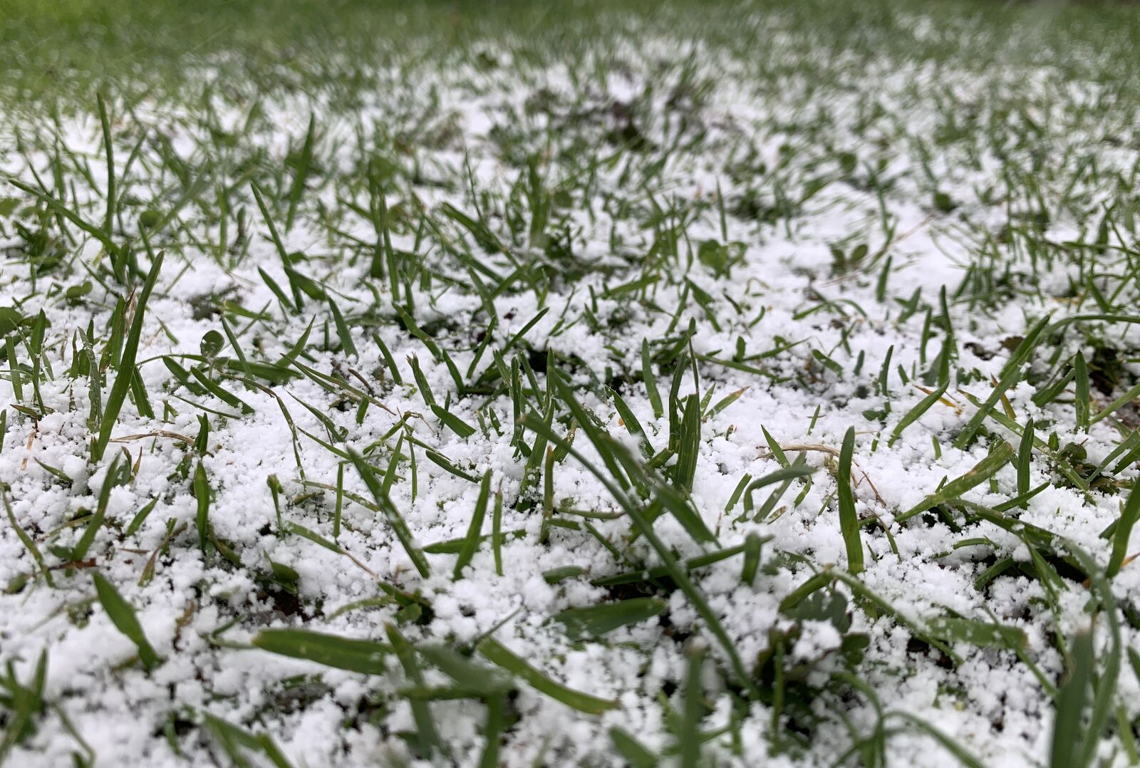 Apple iPhone XR sample photo. Snow, grass, nature photography