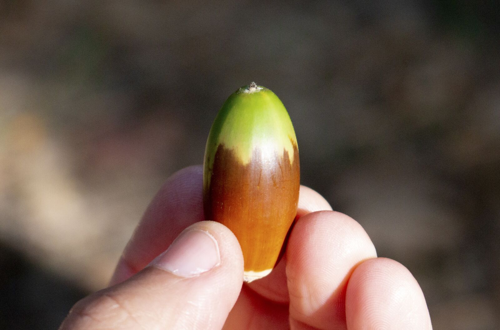 Canon EOS 70D sample photo. Fruit, hand, chestnut photography
