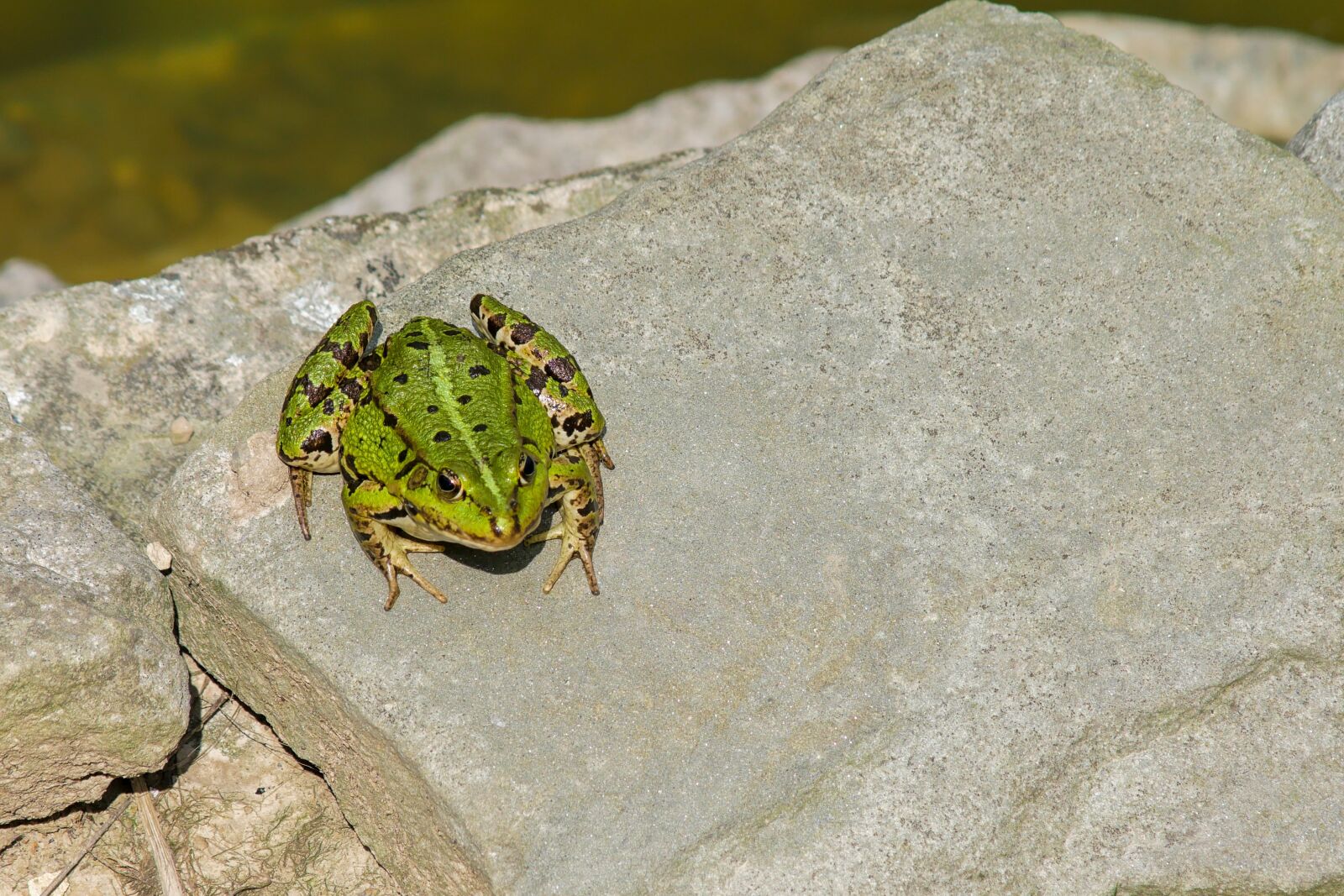 OLYMPUS DIGITAL 40-150mm Lens sample photo. The frog, water, green photography