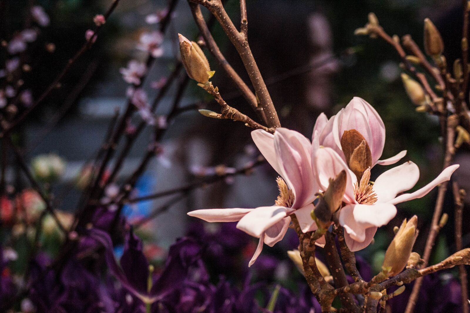 Canon EOS 400D (EOS Digital Rebel XTi / EOS Kiss Digital X) sample photo. Magnolia, flowers, branch photography