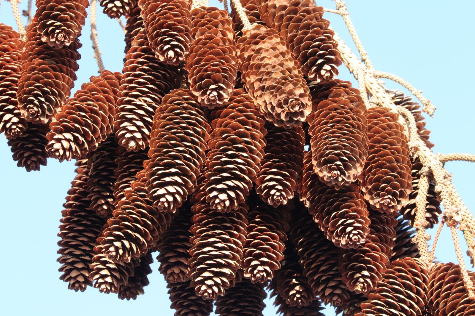 Canon EOS 200D (EOS Rebel SL2 / EOS Kiss X9) sample photo. Pine cones, depend, arid photography