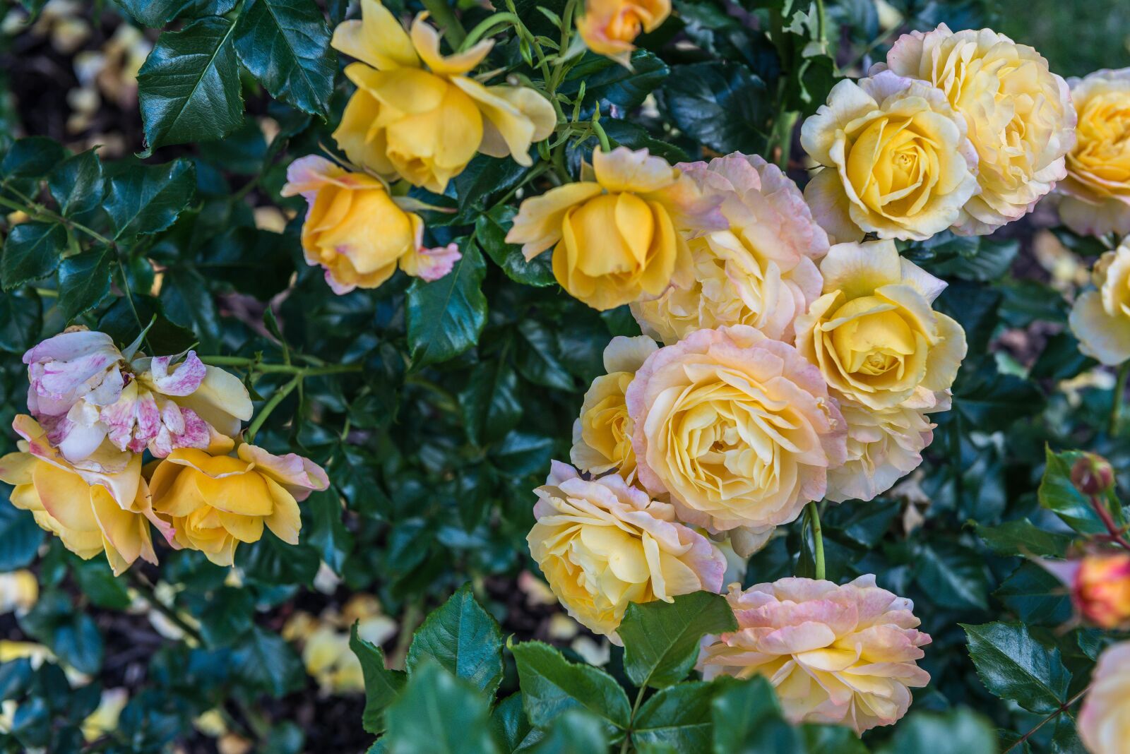 Nikon AF-S Nikkor 24-70mm F2.8G ED sample photo. Beautiful, flowers, roses photography