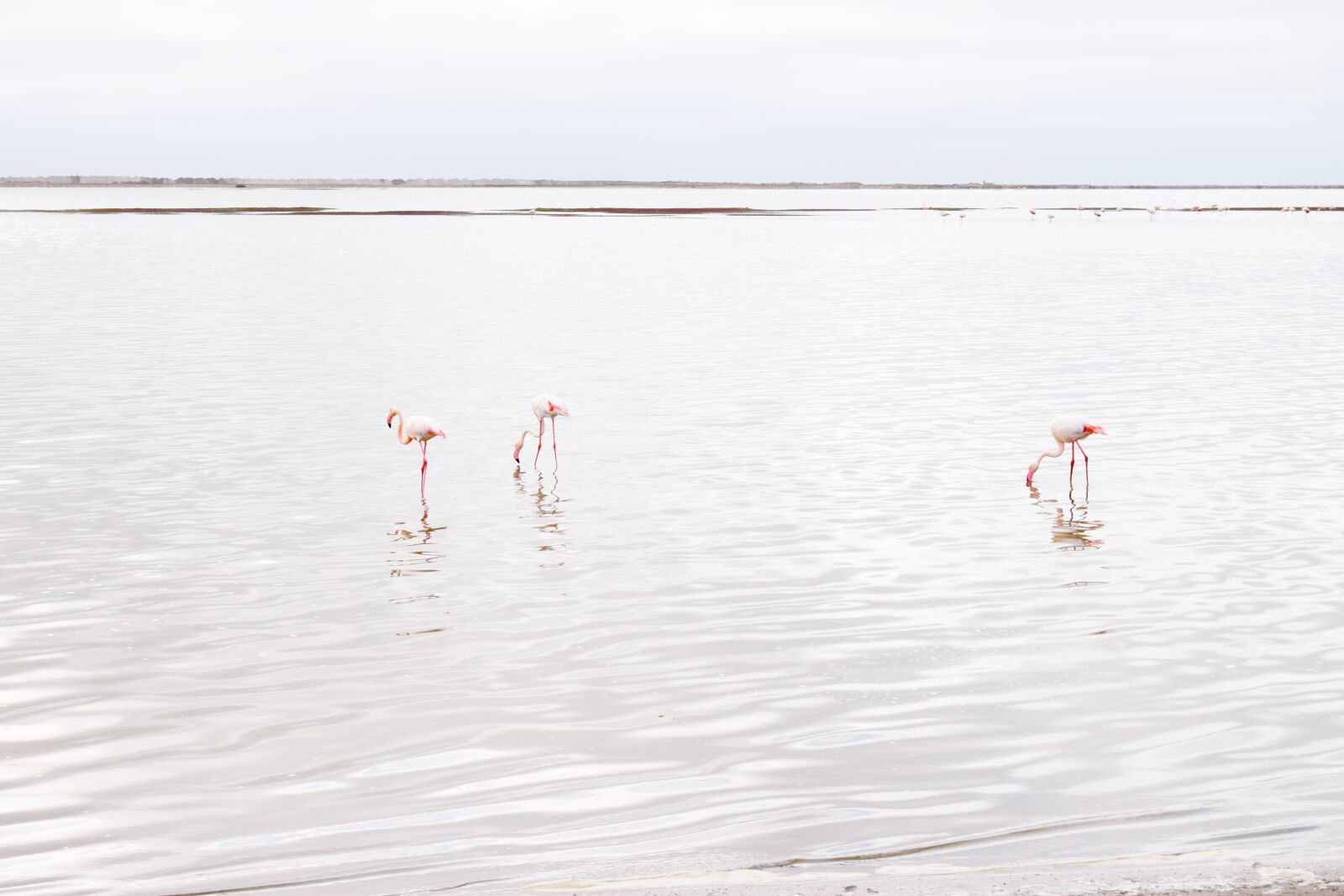Nikon D5300 sample photo. Flamingos, walvisbay, namibia photography